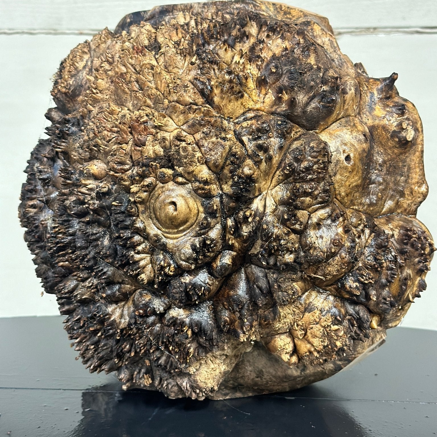 Big Leaf Maple Blank | Big Leaf Maple | Double Diamond | BGDDBLMTS.947