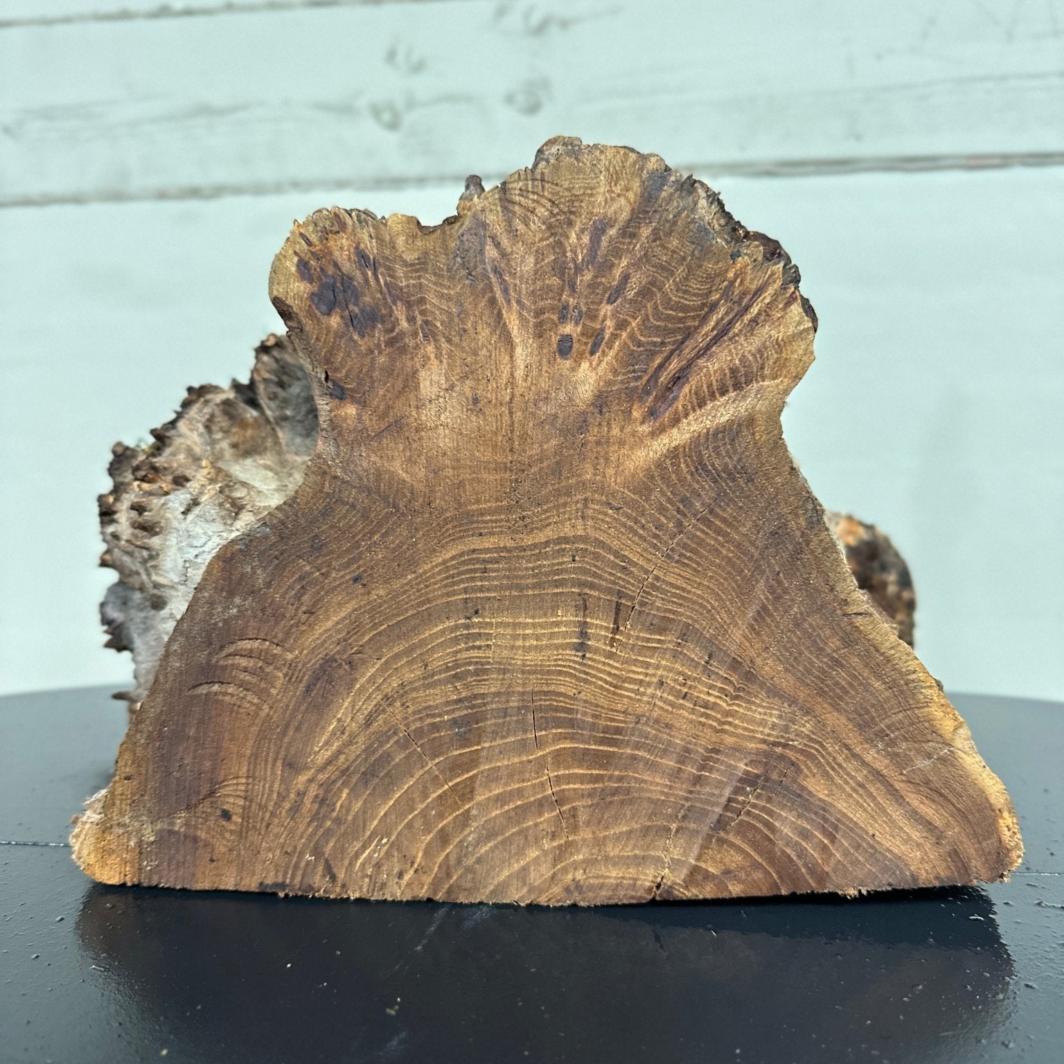 Elm Blank | Elm | Double Diamond | BGDDELMTS.929