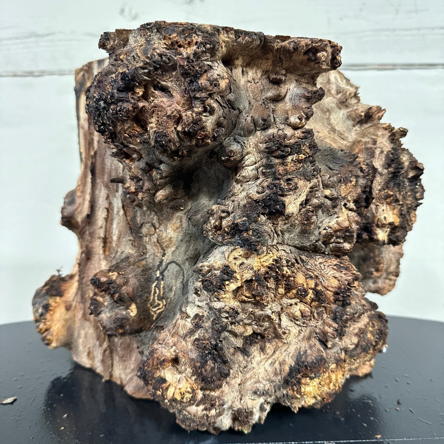 Elm Blank | Elm | Double Diamond | BGDDELMTS.929