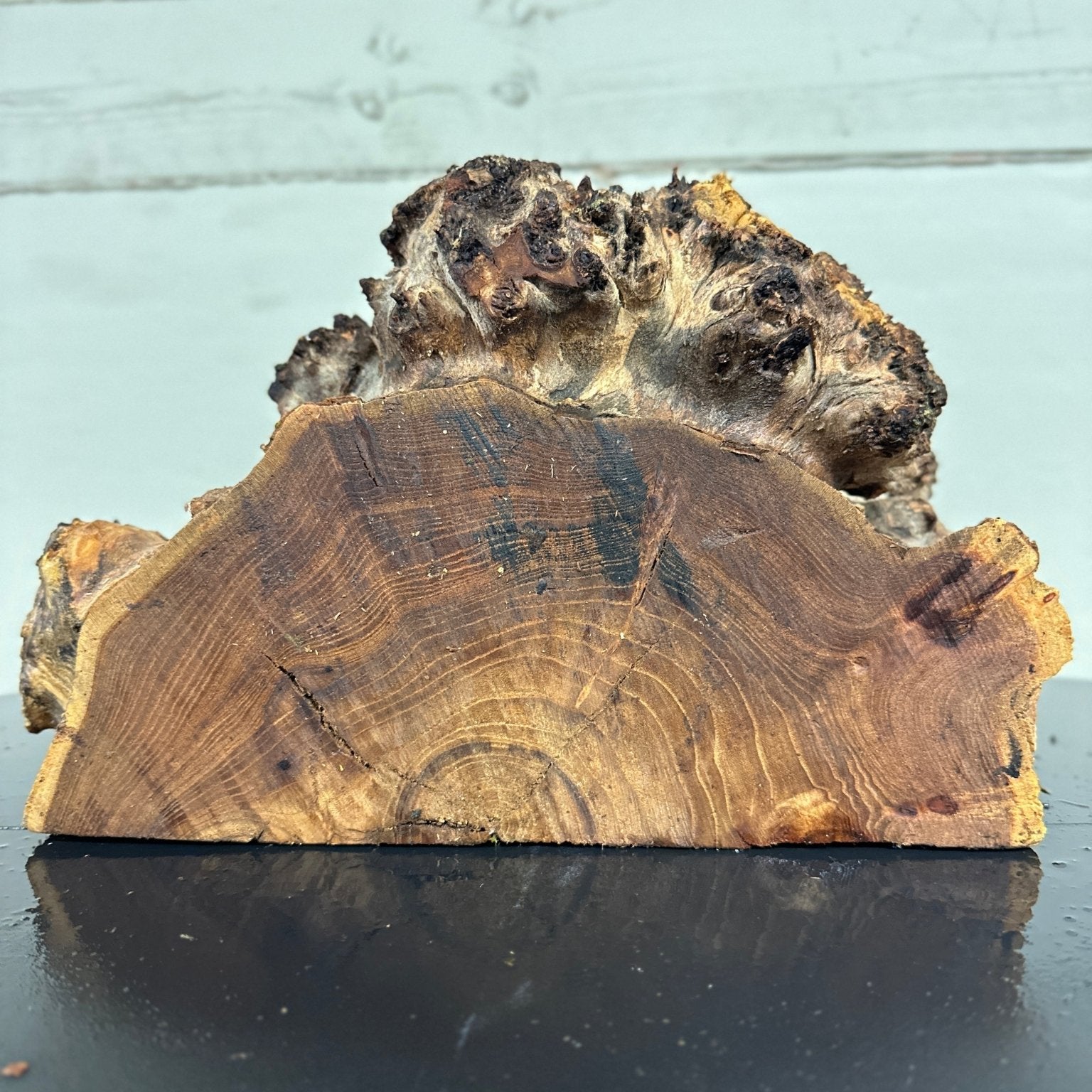 Elm Blank | Elm | Double Diamond | BGDDELMTS.929