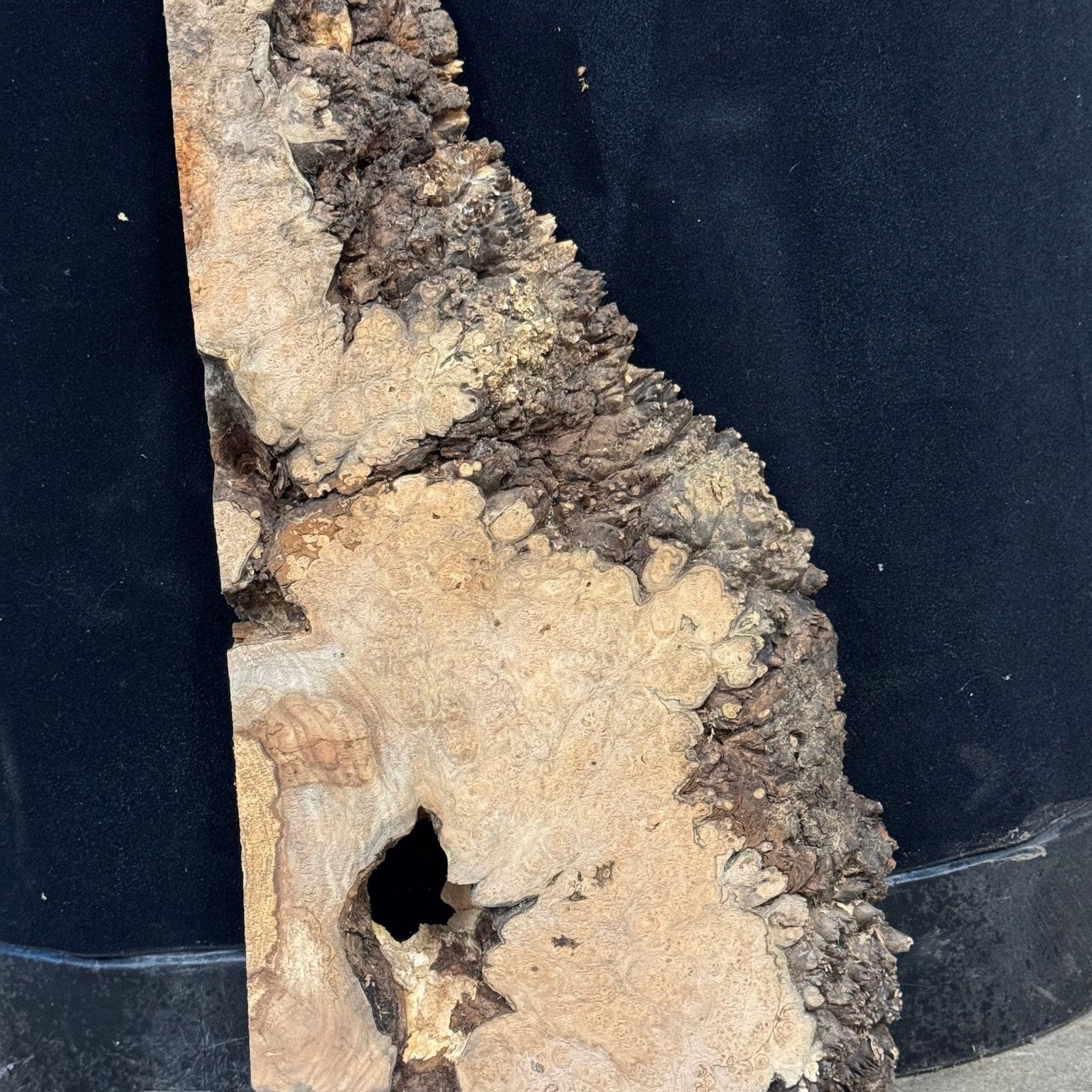 LiveEdge Big Leaf Maple | Big Leaf Maple | Double Diamond | BGDDBLMCS.898