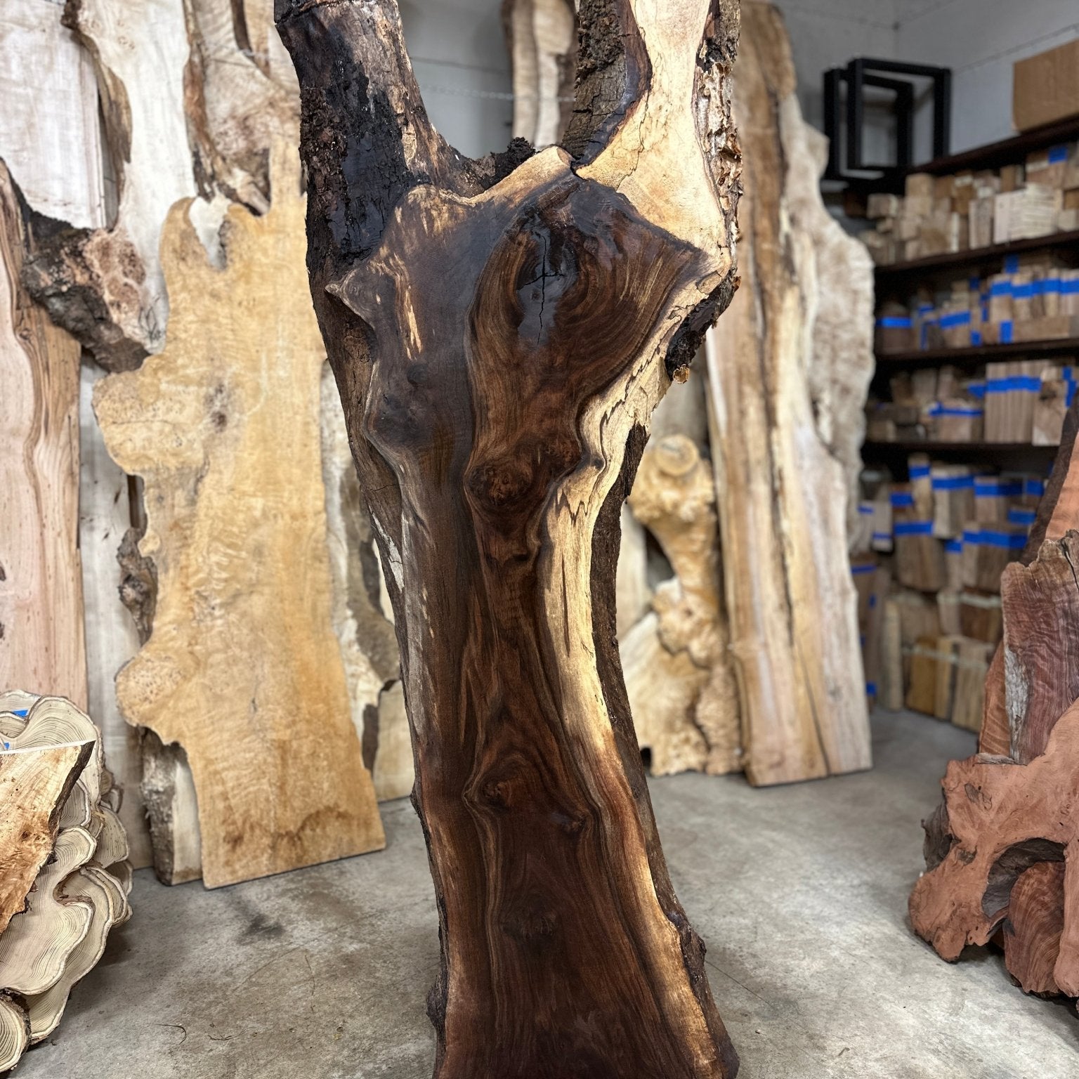 LiveEdge Black Walnut | Black Walnut | Double Diamond