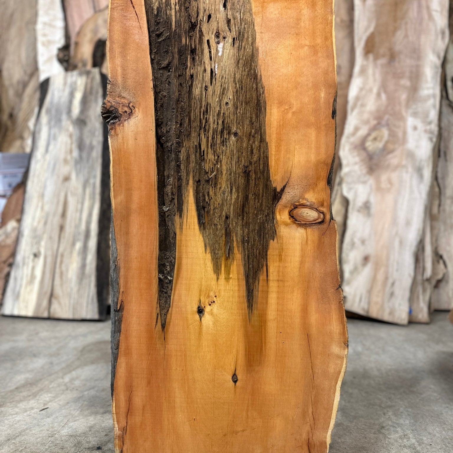 LiveEdge Bristlecone Pine | Bristlecone Pine | Hamilton Lee Supply