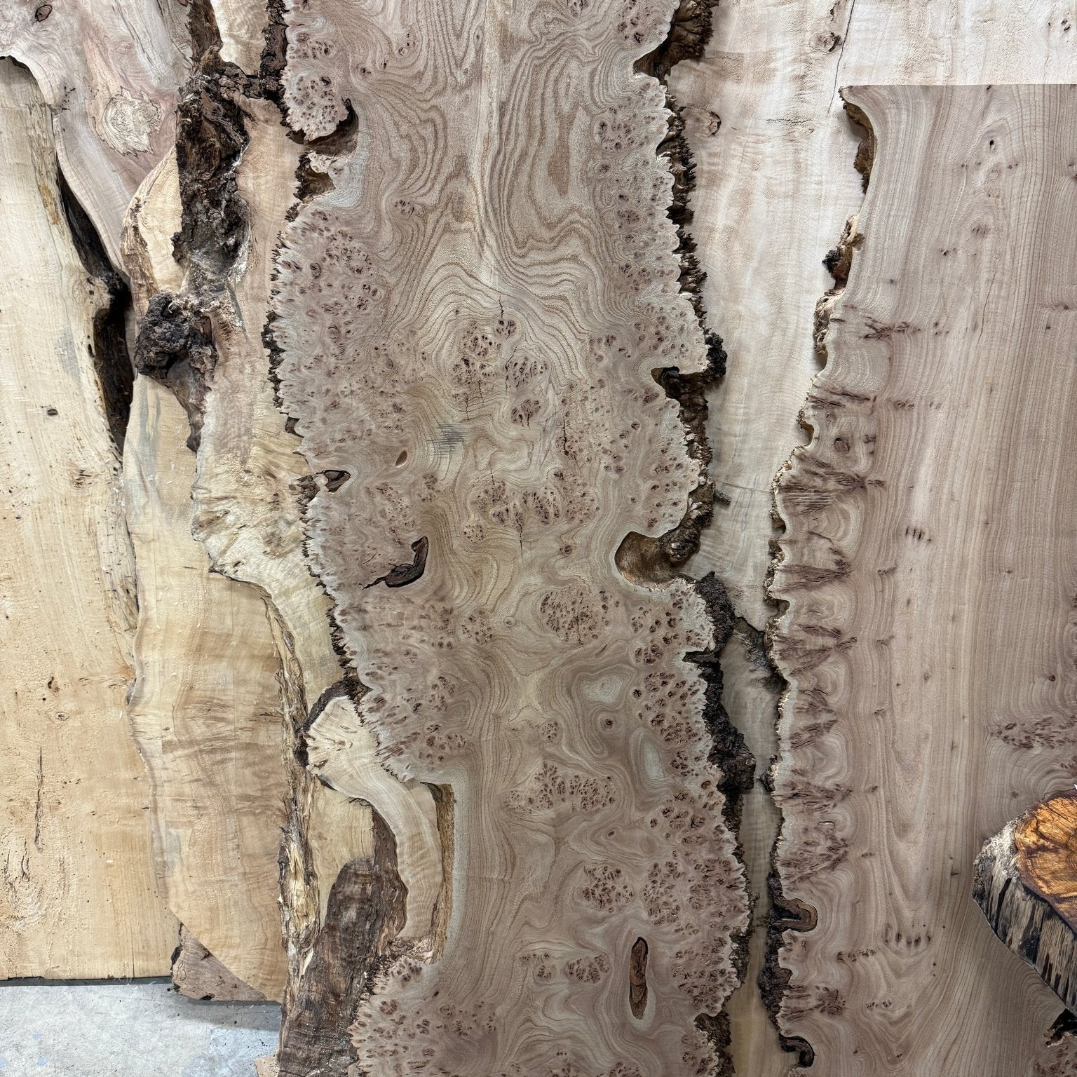 LiveEdge Burl Elm | | Double Diamond | BGDDELM741