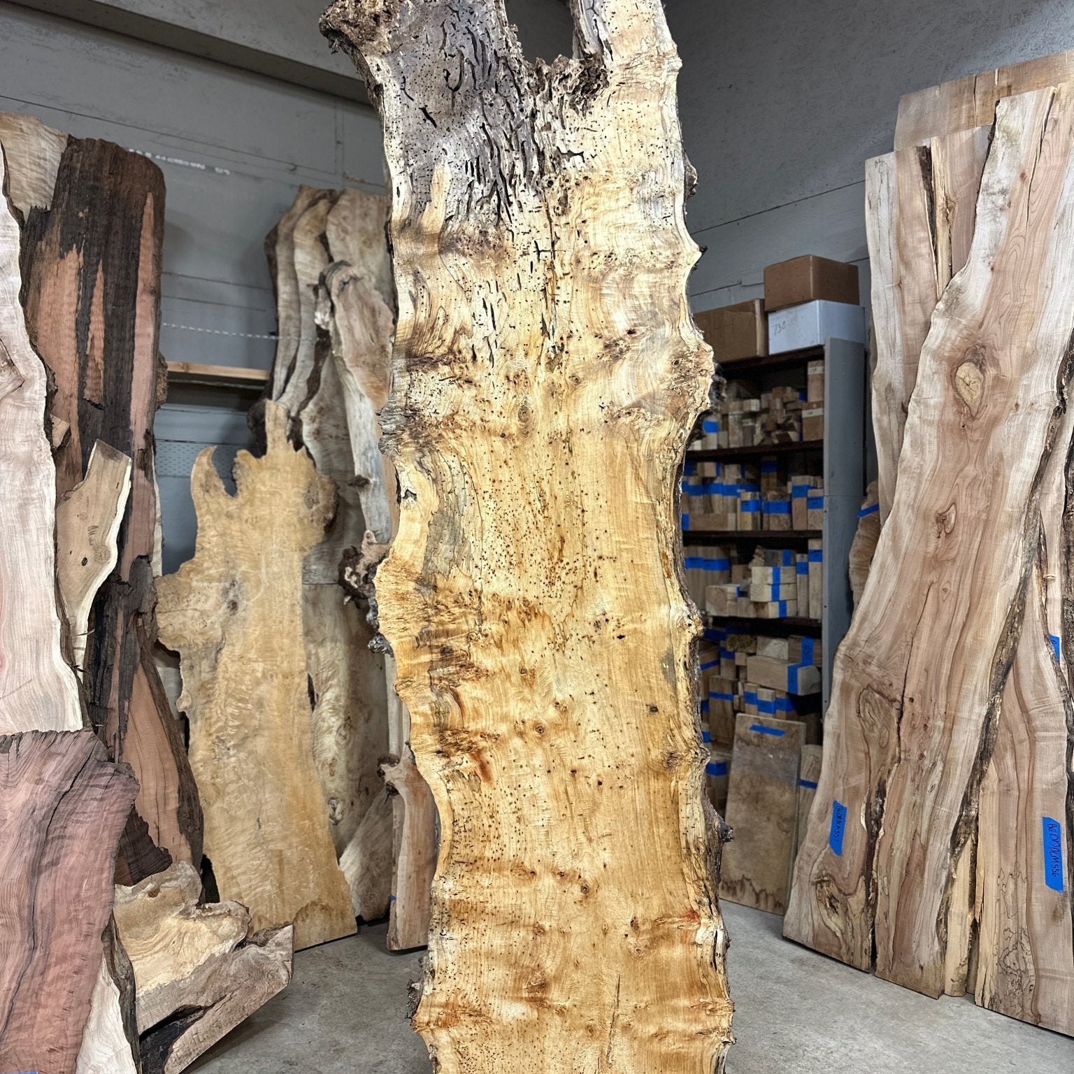 LiveEdge Cottonwood | Cottonwood | Hamilton Lee Supply