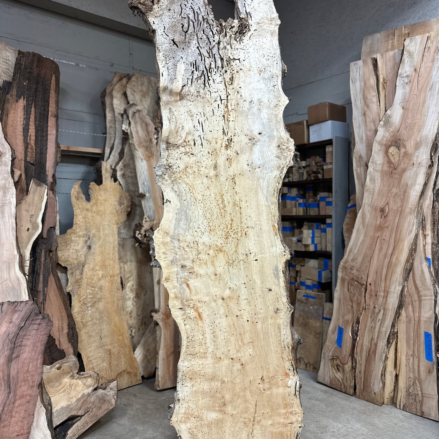 LiveEdge Cottonwood | Cottonwood | Hamilton Lee Supply
