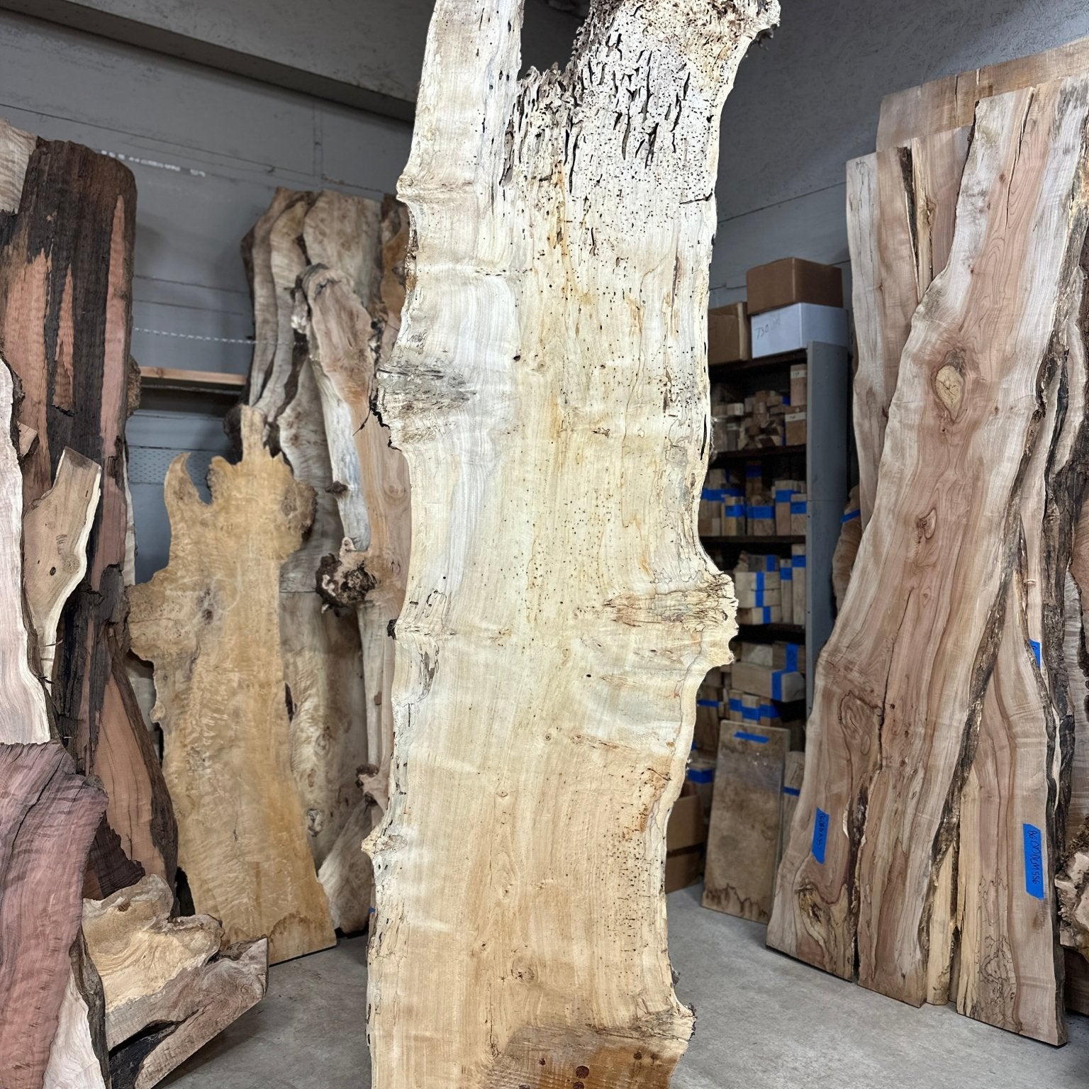 LiveEdge Cottonwood | Cottonwood | Hamilton Lee Supply