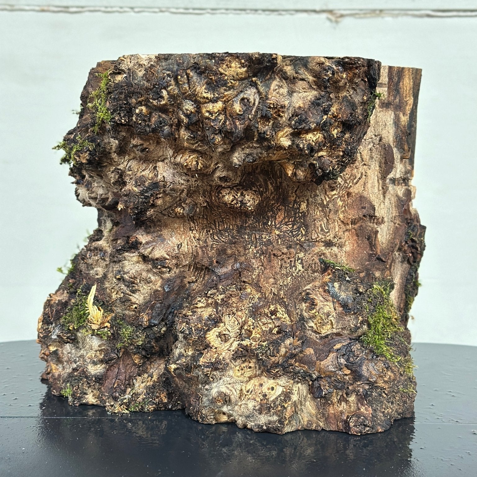 LiveEdge Elm | Elm | Double Diamond | BGDDELM729