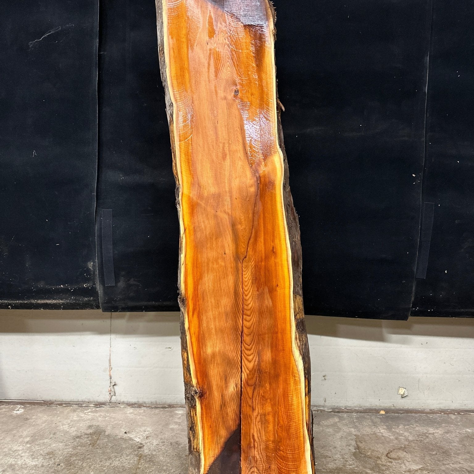 LiveEdge Pacific Yew | Pacific Yew | Adam Luna | BGALYEWCS.866