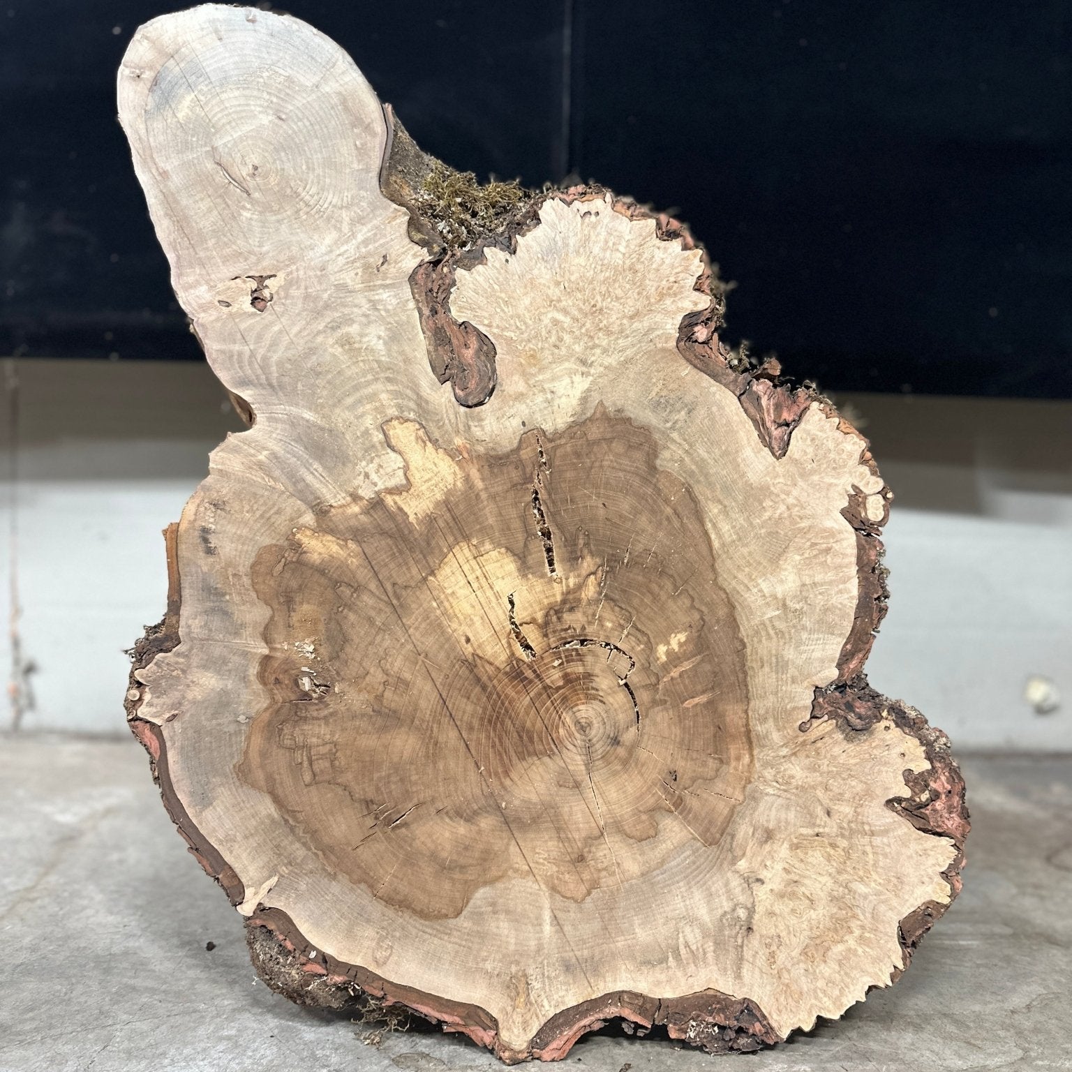 LiveEdge Silver Maple | Silver Maple | Double Diamond | BGDDSMCS.850