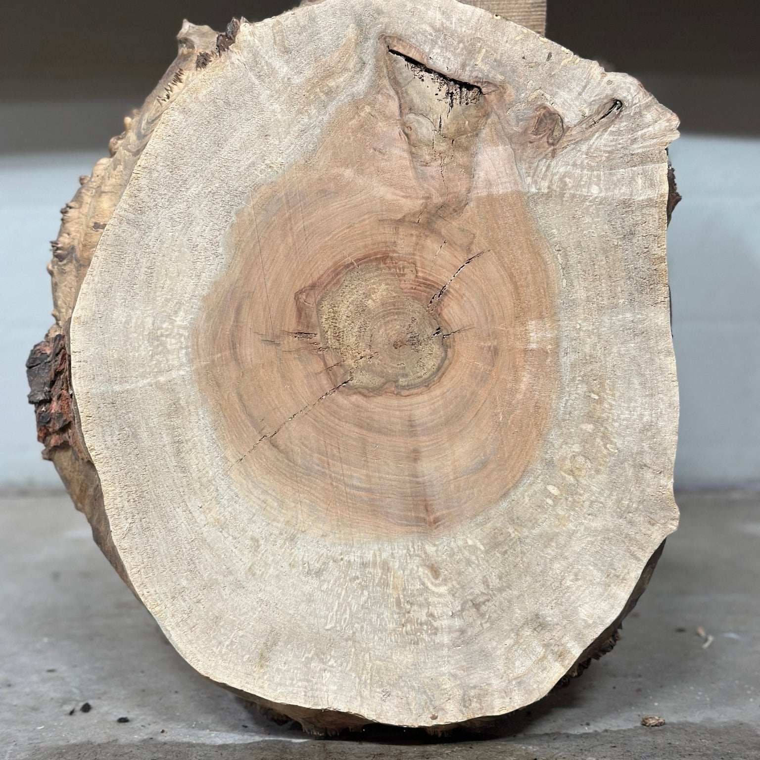 LiveEdge Silver Maple | Silver Maple | Double Diamond | BGDDSMCS.860