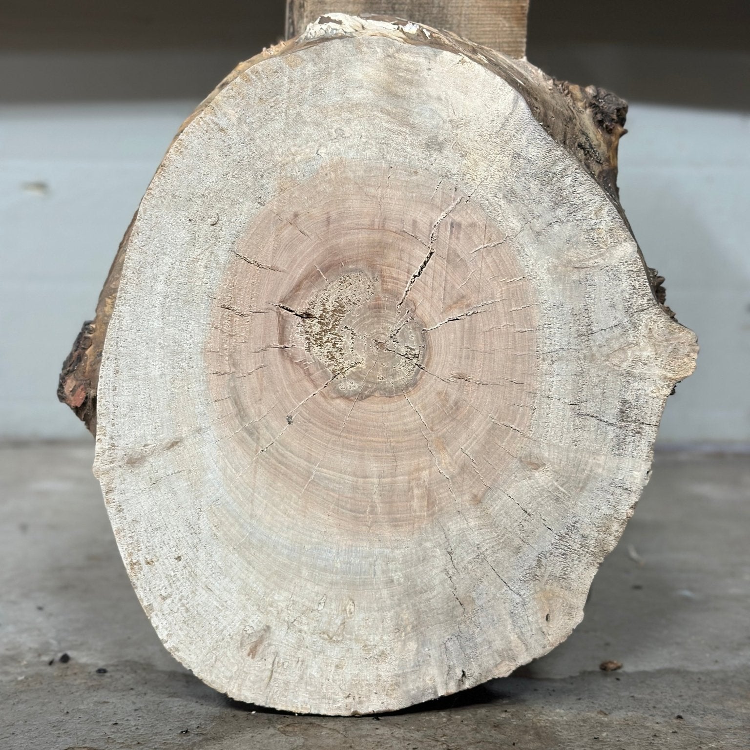 LiveEdge Silver Maple | Silver Maple | Double Diamond | BGDDSMCS.861