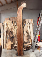 LiveEdge Sycamore | Big Leaf Maple | Double Diamond