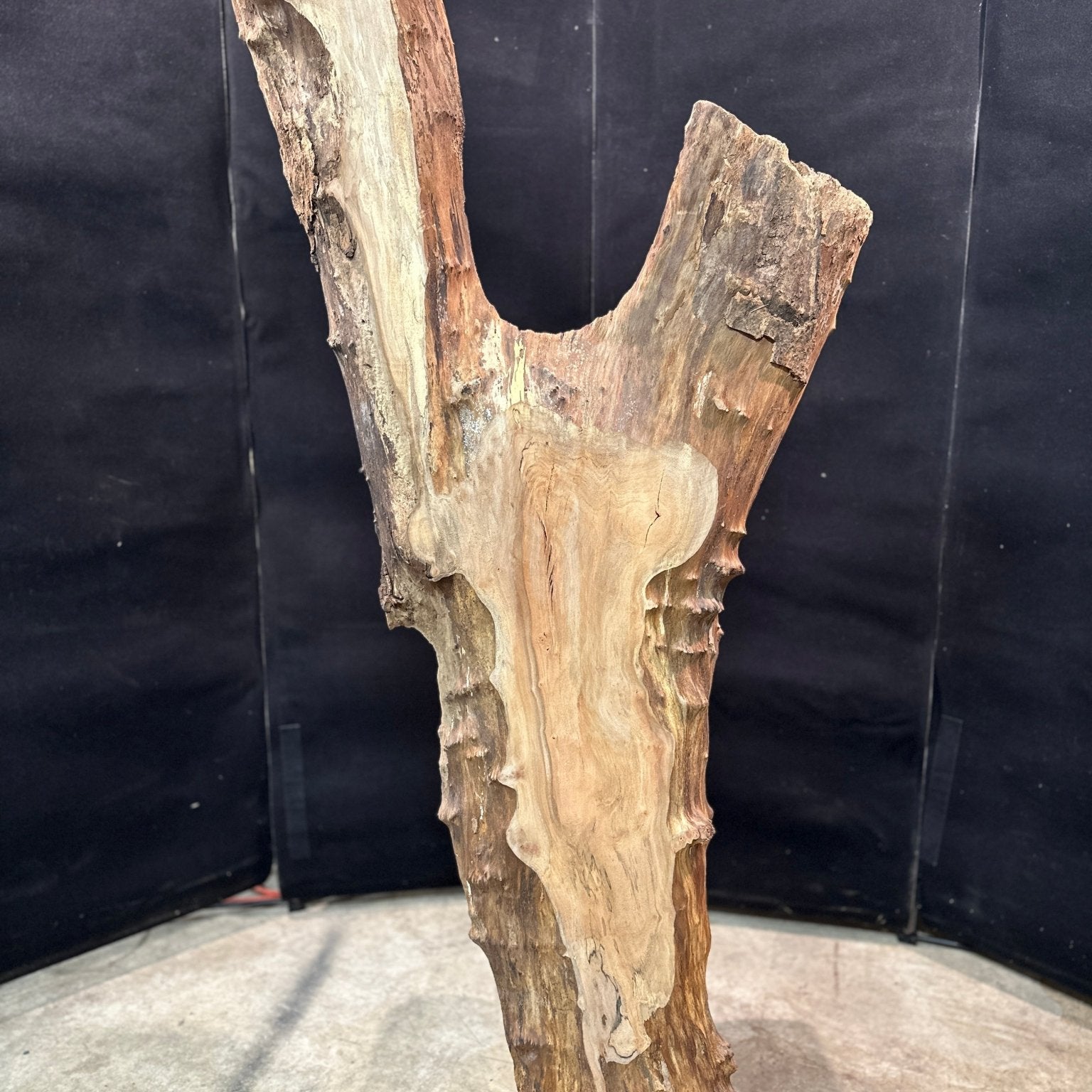 LiveEdge Sycamore | Black Locust | Double Diamond