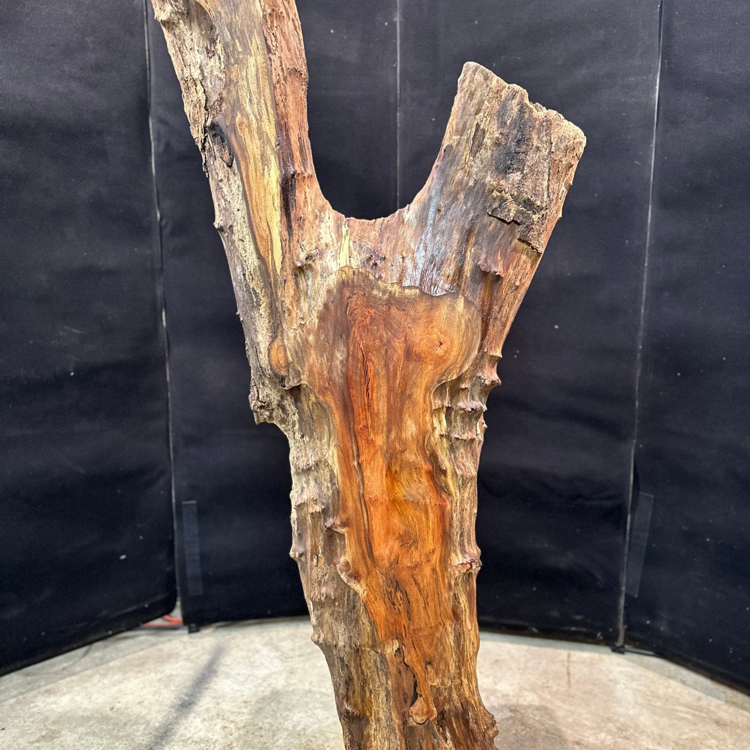 LiveEdge Sycamore | Black Locust | Double Diamond