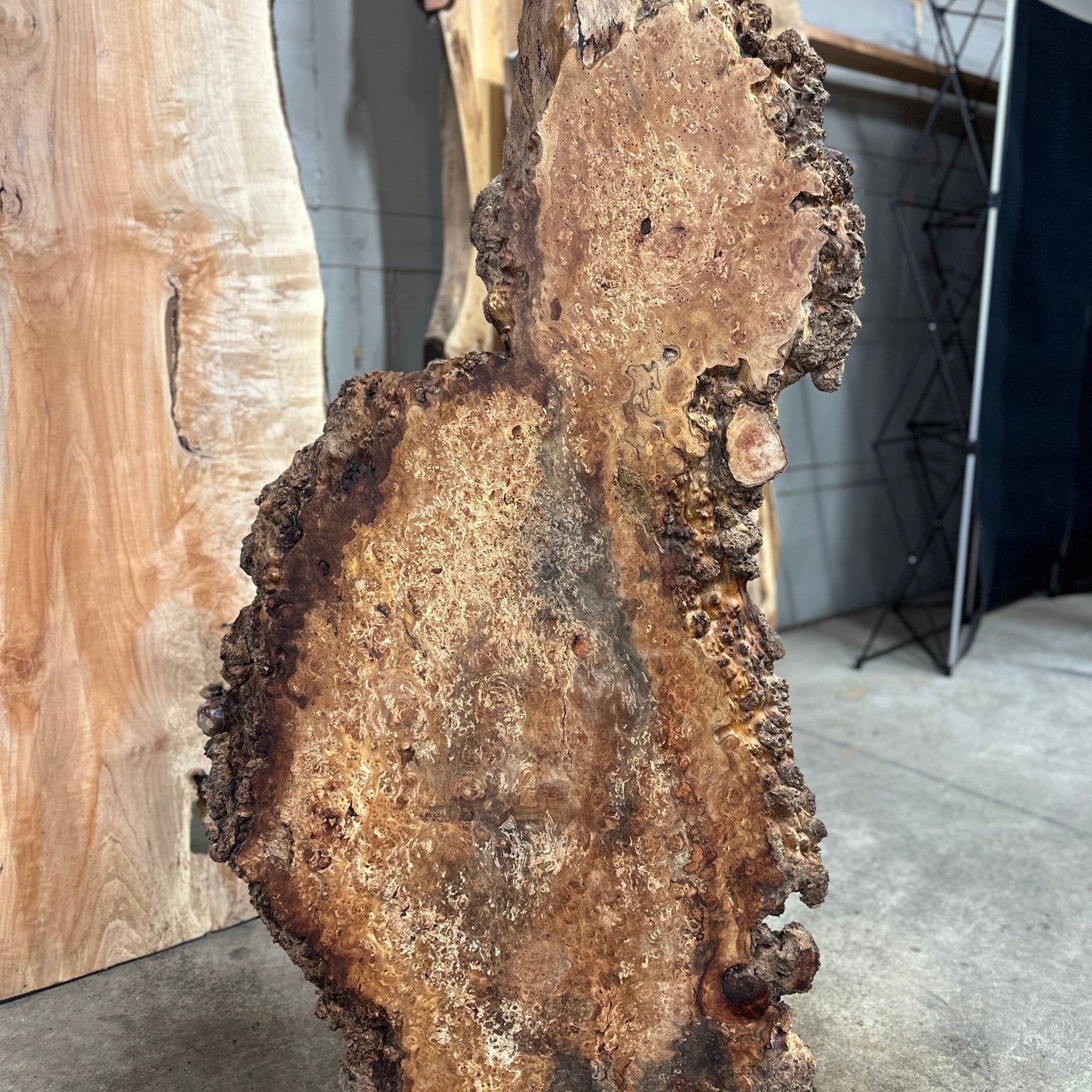 LiveEdge Sycamore Burl | Ancient Redwood | Adam Luna