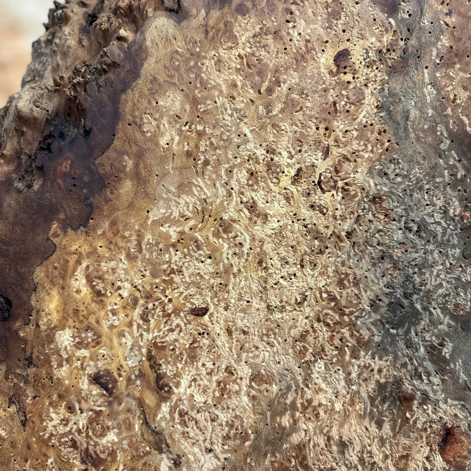 LiveEdge Sycamore Burl | Ancient Redwood | Adam Luna
