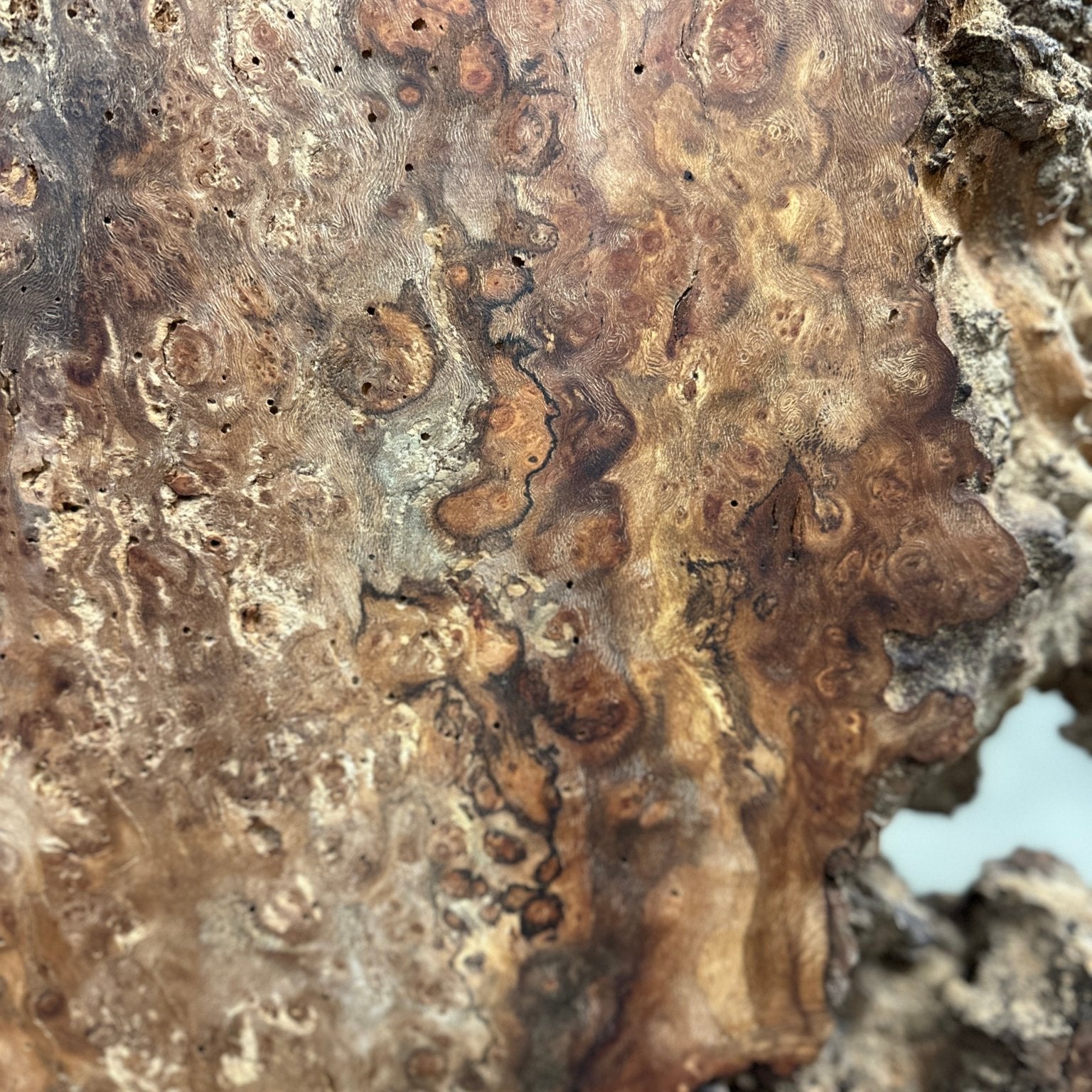 LiveEdge Sycamore Burl | Ancient Redwood | Adam Luna