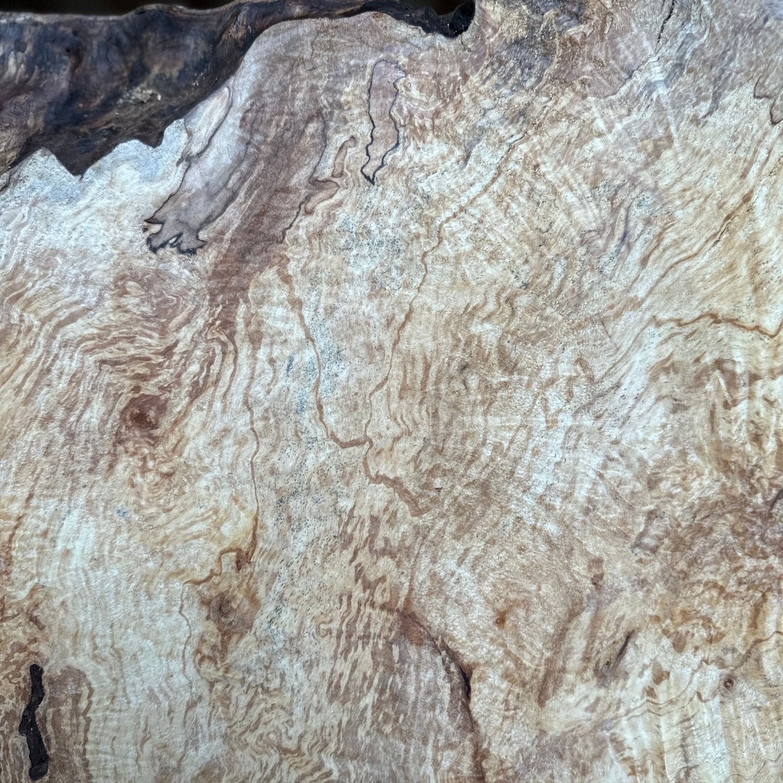 LiveEdge Silver Maple | Silver Maple | Hamilton Lee Supply