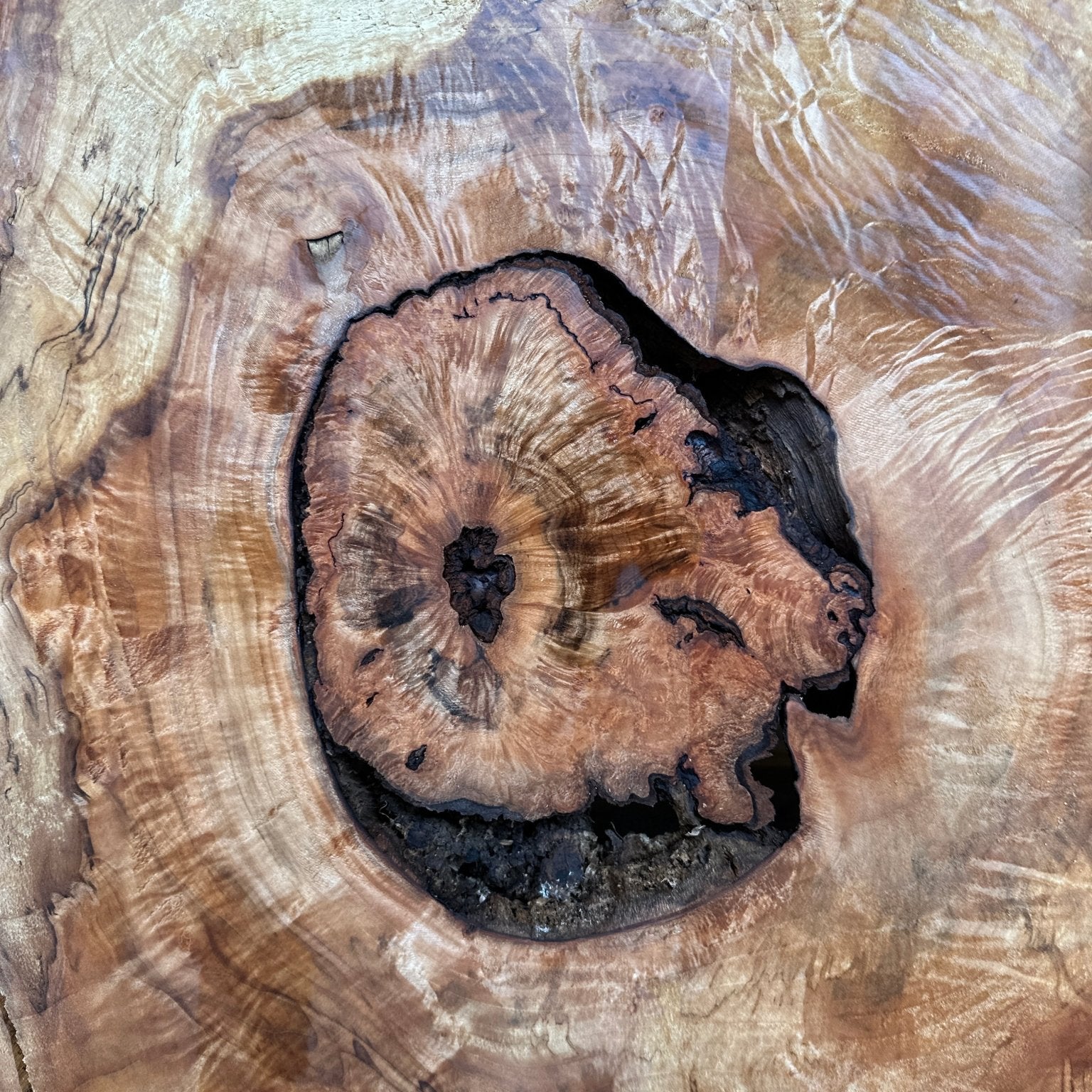 LiveEdge Silver Maple | Silver Maple | Hamilton Lee Supply