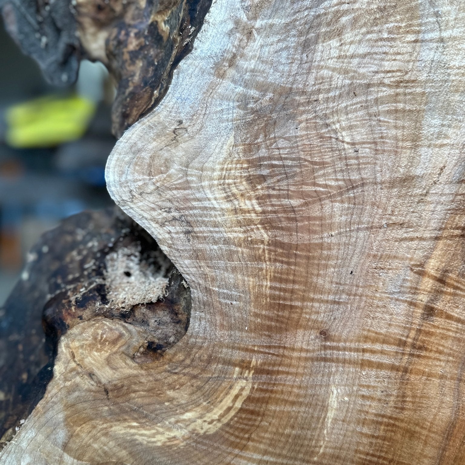 LiveEdge Silver Maple | Silver Maple | Hamilton Lee Supply
