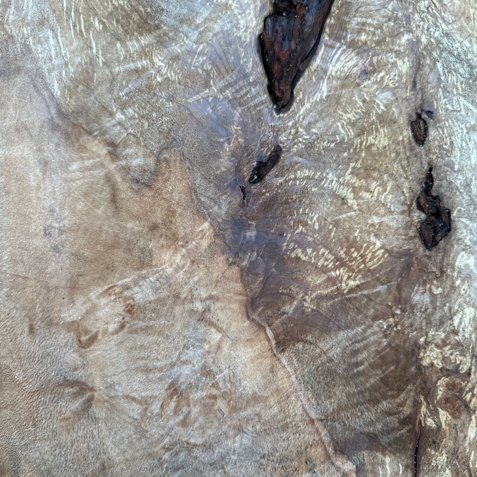 LiveEdge Silver Maple | Silver Maple | Hamilton Lee Supply