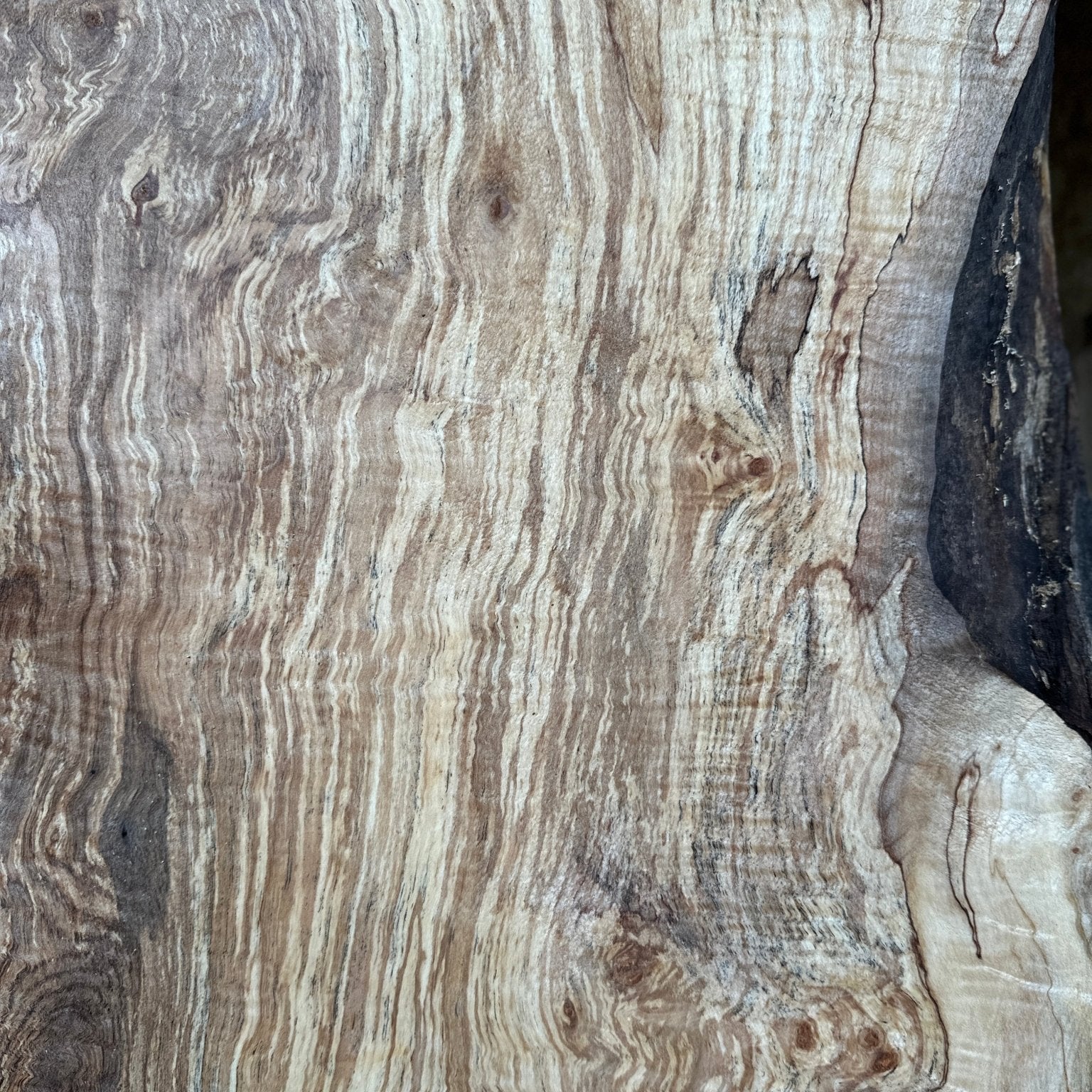 LiveEdge Silver Maple | Silver Maple | Hamilton Lee Supply
