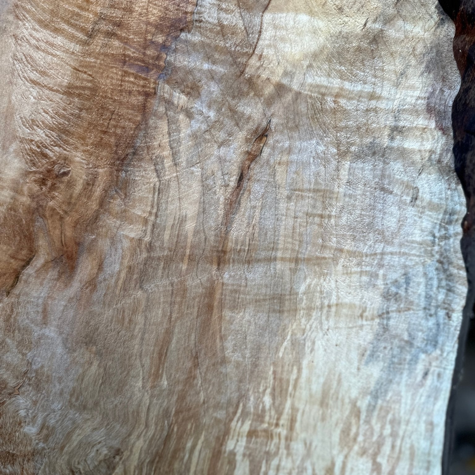 LiveEdge Silver Maple | Silver Maple | Hamilton Lee Supply