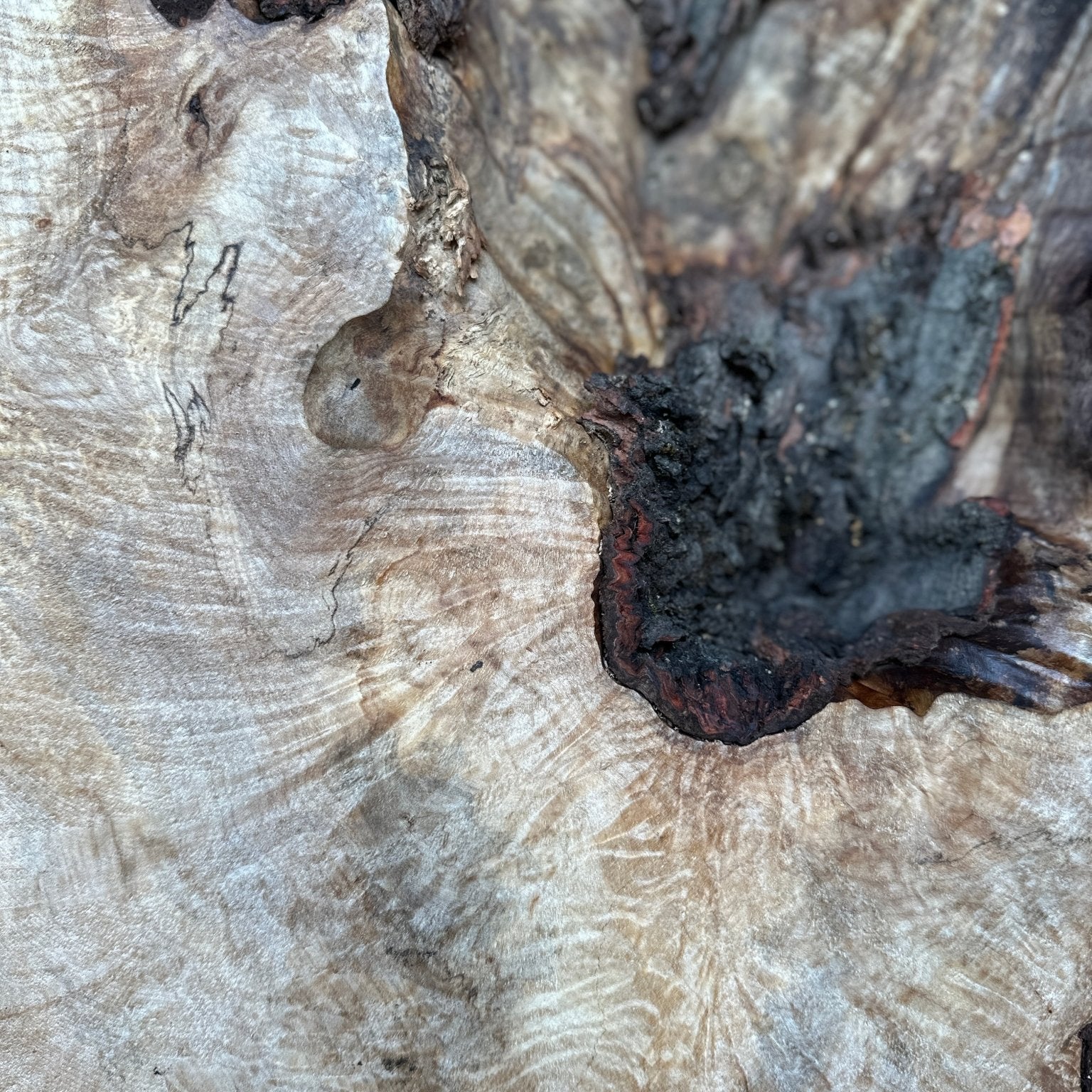 LiveEdge Silver Maple | Silver Maple | Hamilton Lee Supply