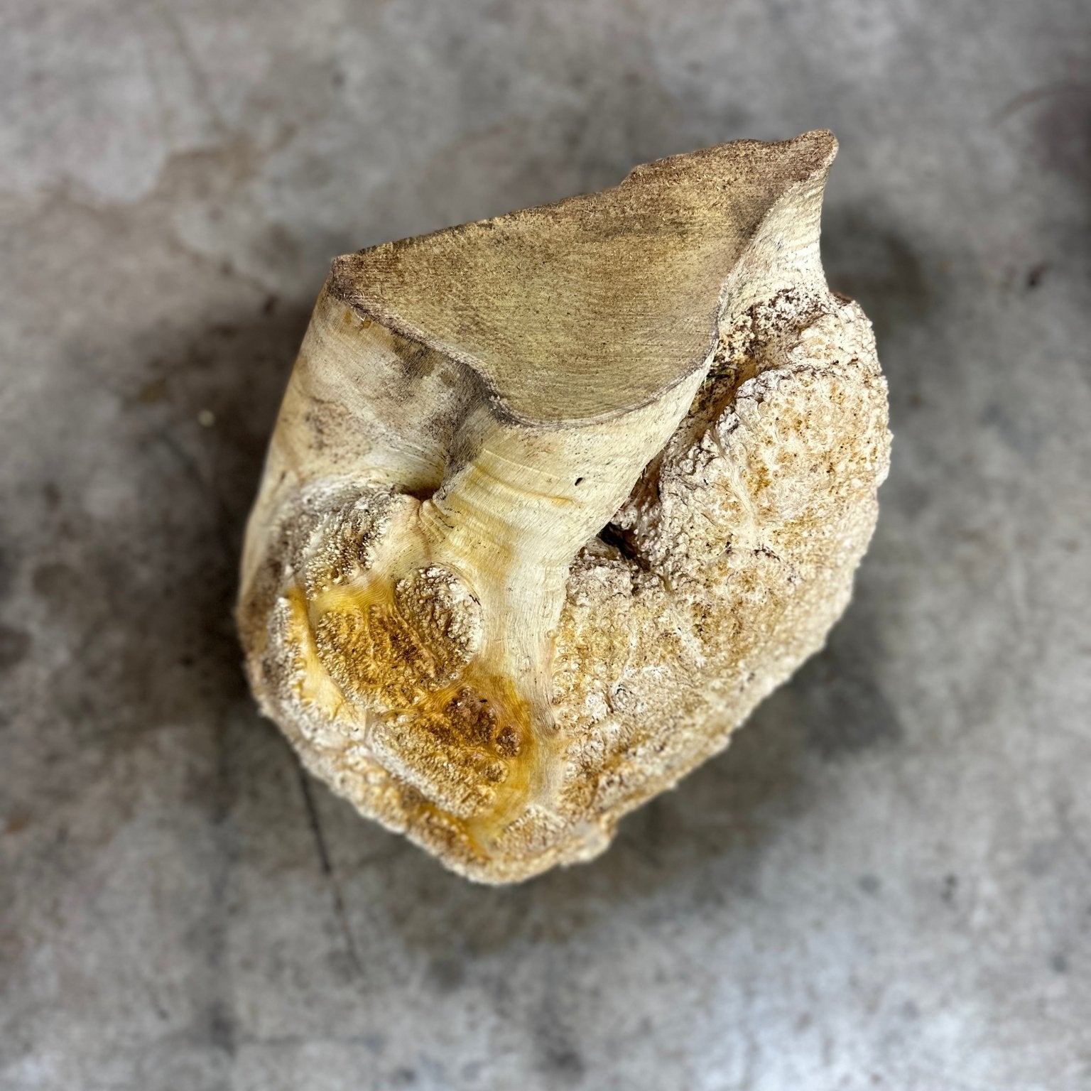 Black Locust Burl Cap | Black Locust | Double Diamond