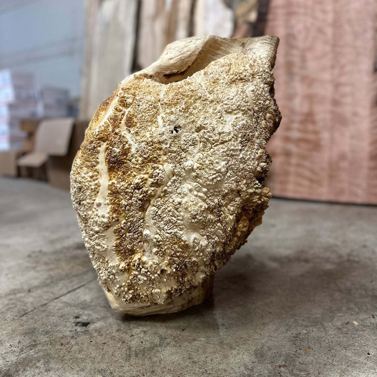 Black Locust Burl Cap | Black Locust | Double Diamond