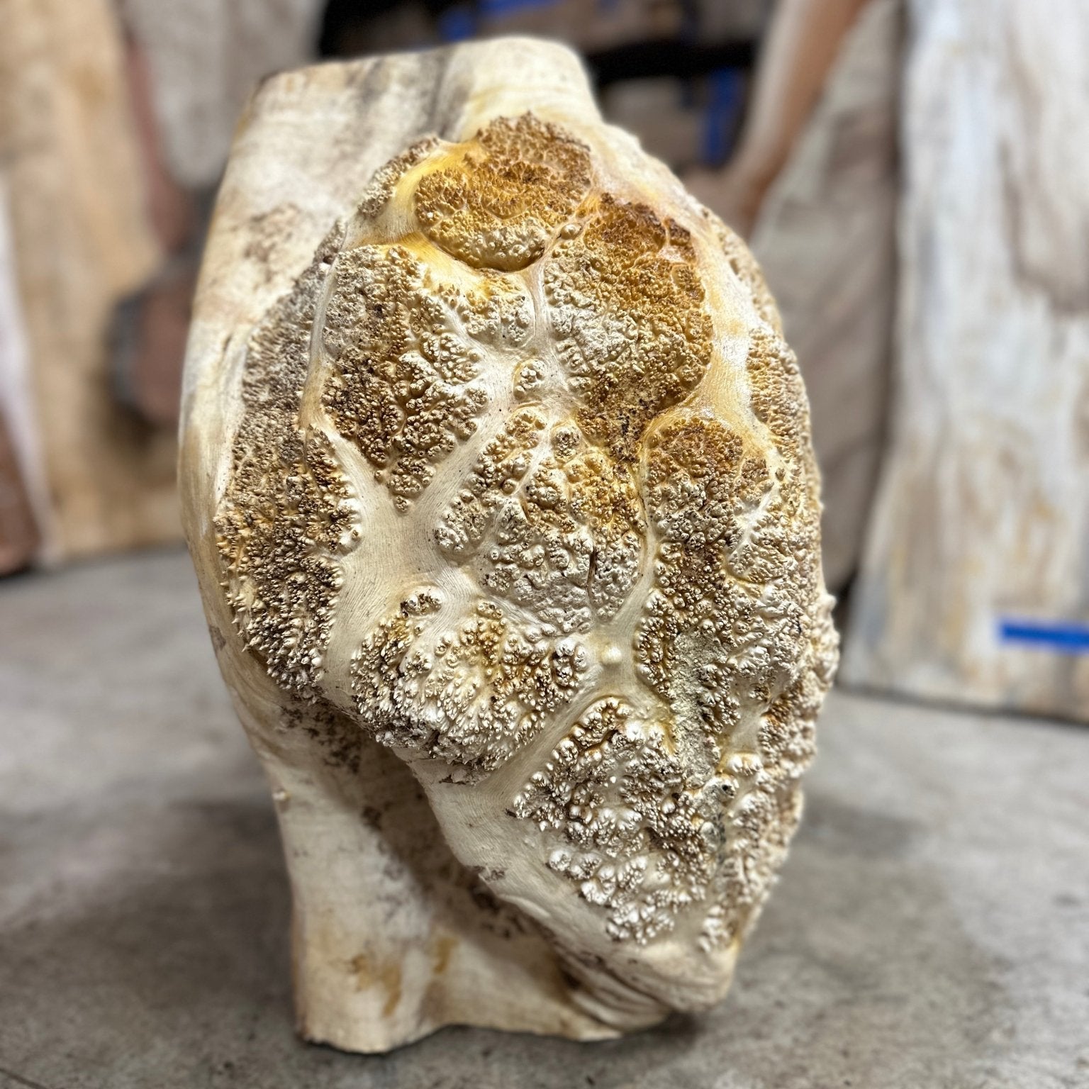 Black Locust Burl Cap | Black Locust | Double Diamond
