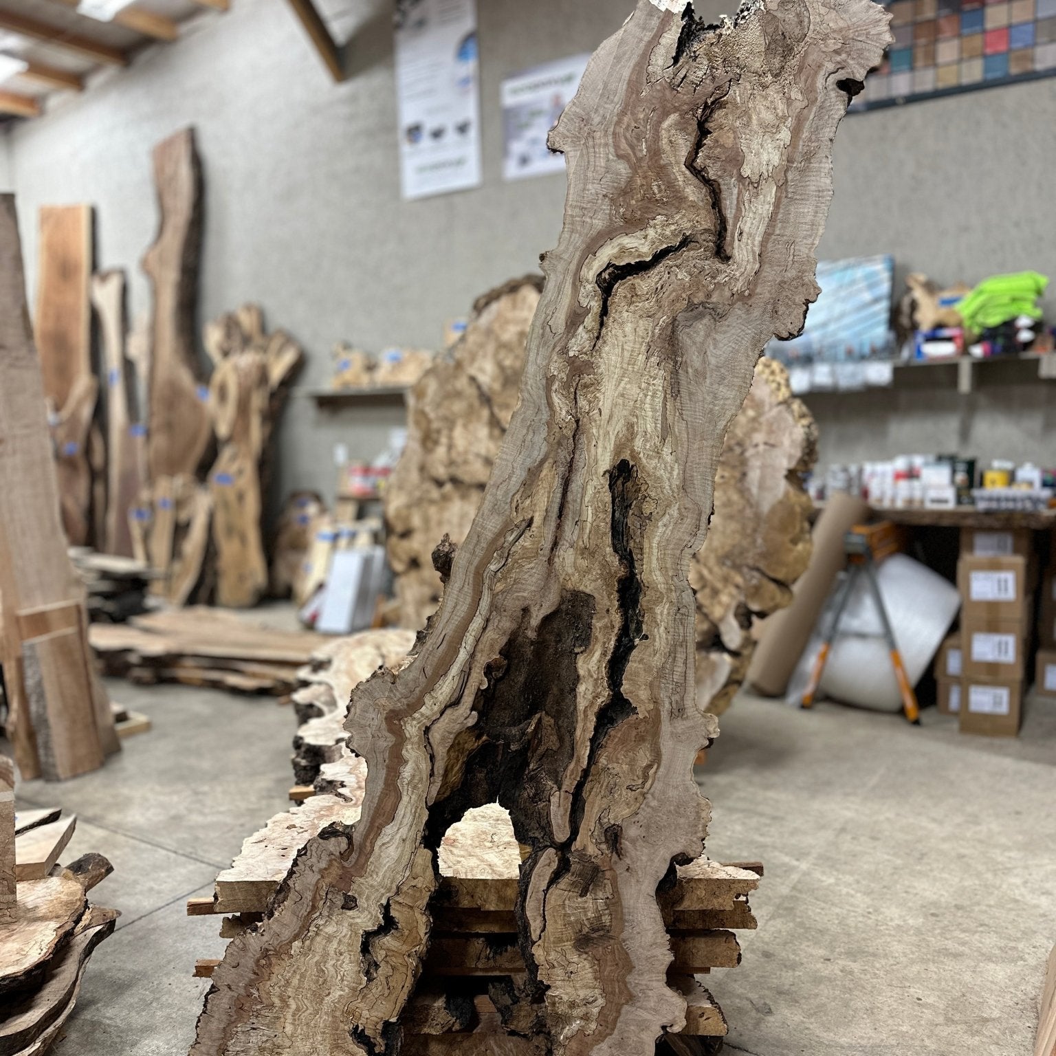 LiveEdge Big Leaf Maple | Big Leaf Maple | Hamilton Lee Supply