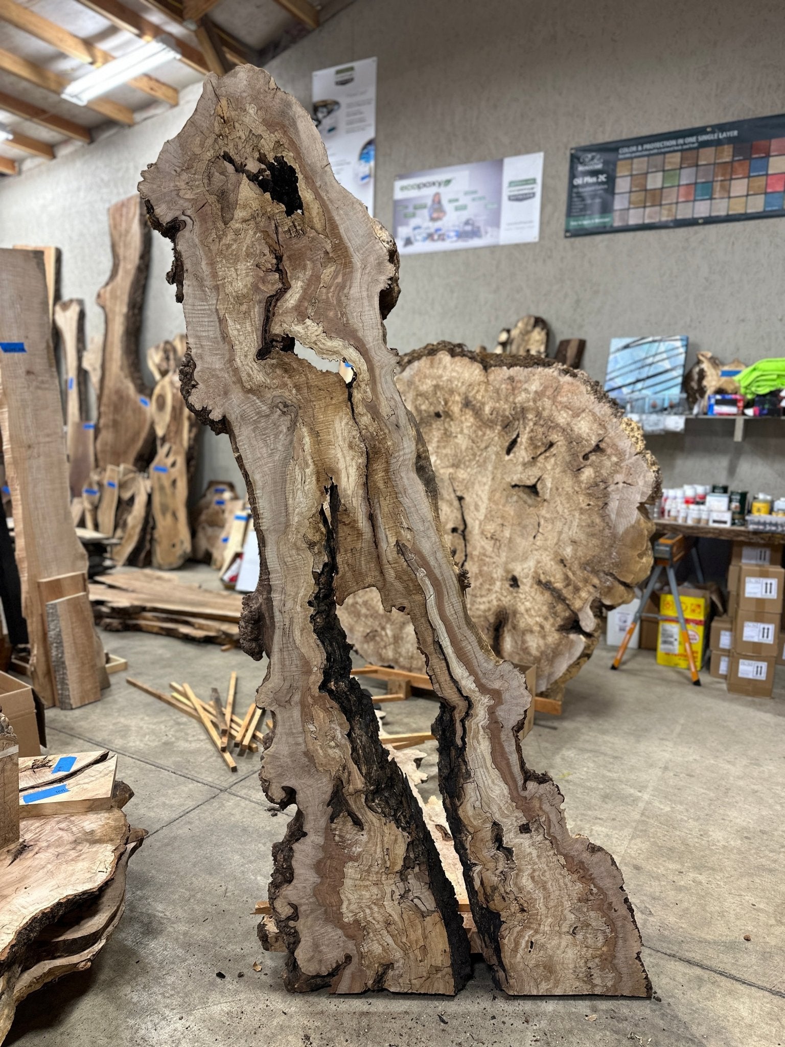 LiveEdge Big Leaf Maple | Big Leaf Maple | Hamilton Lee Supply