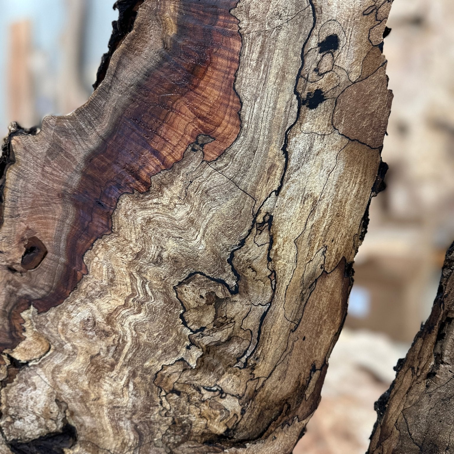 LiveEdge Big Leaf Maple | Big Leaf Maple | Hamilton Lee Supply