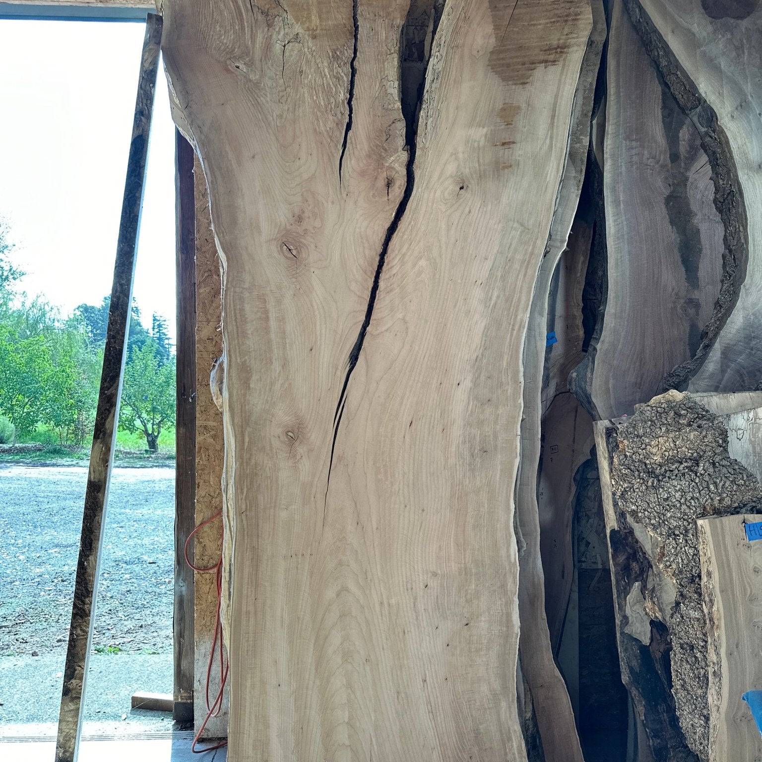 LiveEdge Big Leaf Maple | Big Leaf Maple | Hamilton Lee Supply