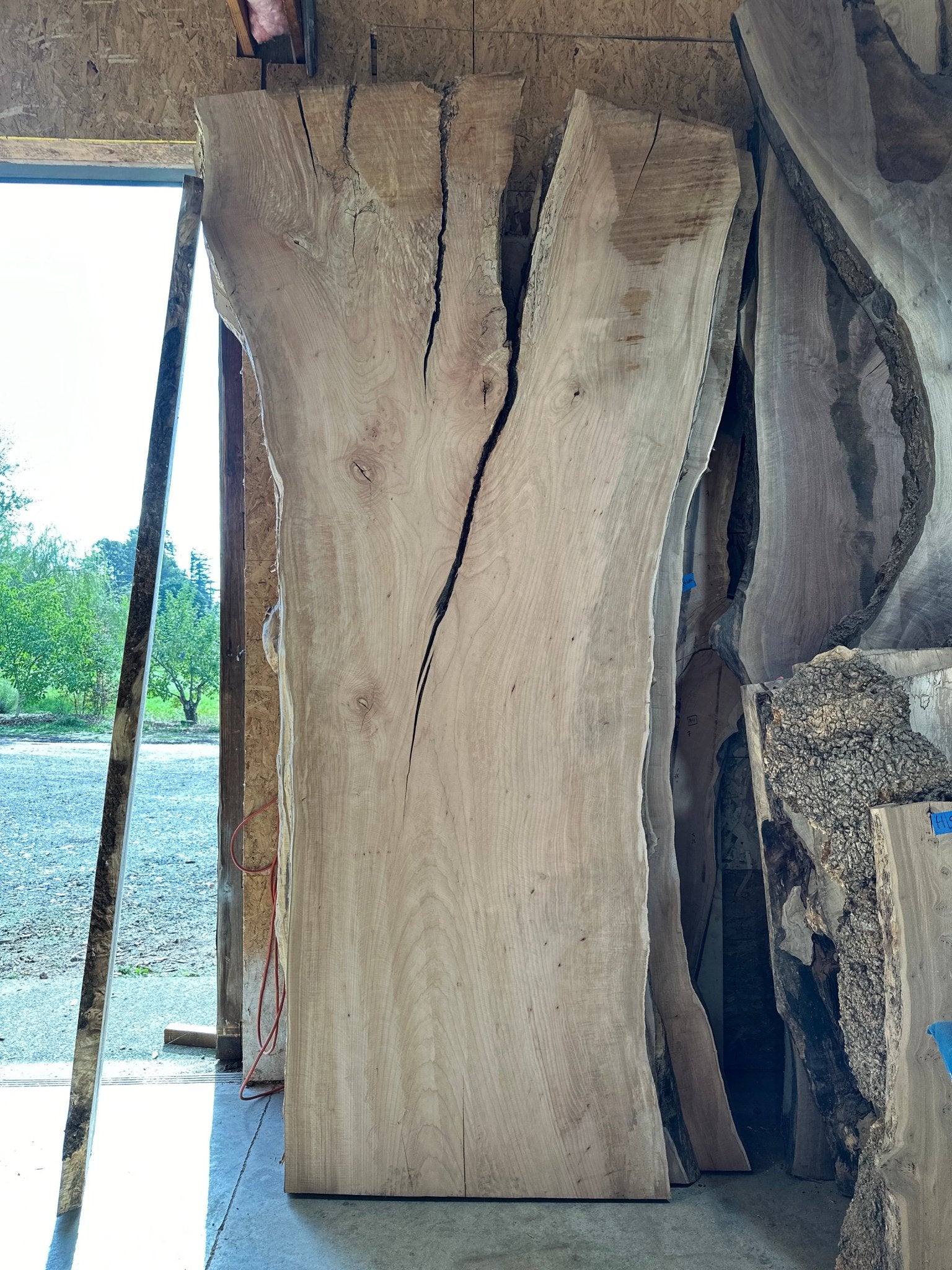 LiveEdge Big Leaf Maple | Big Leaf Maple | Hamilton Lee Supply