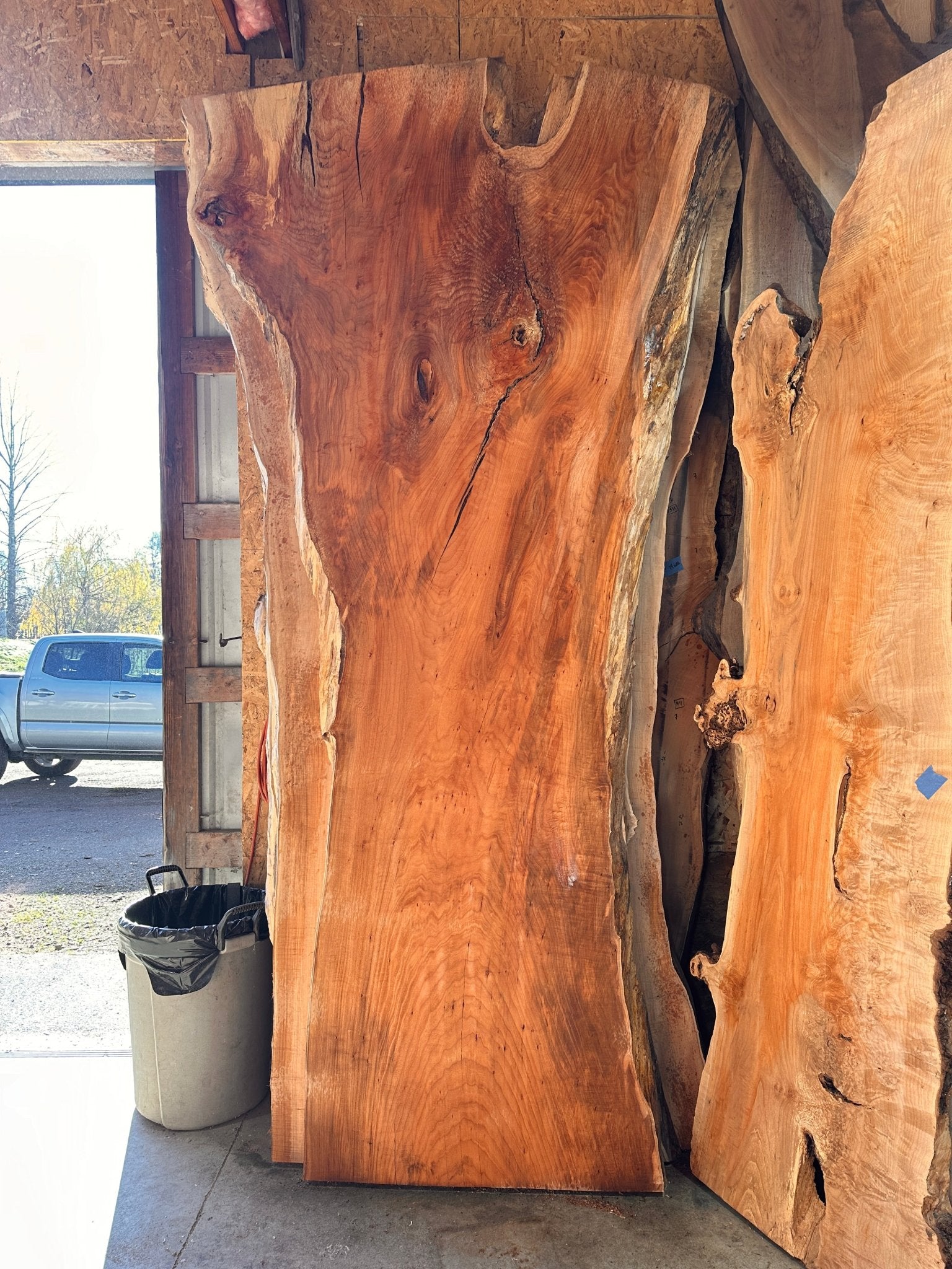 LiveEdge Big Leaf Maple | Big Leaf Maple | Hamilton Lee Supply