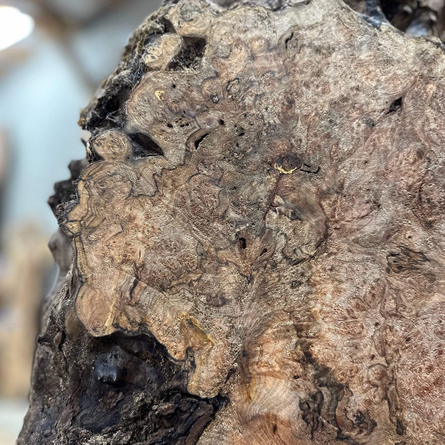 LiveEdge Big Leaf Maple | Big Leaf Maple | Hamilton Lee Supply