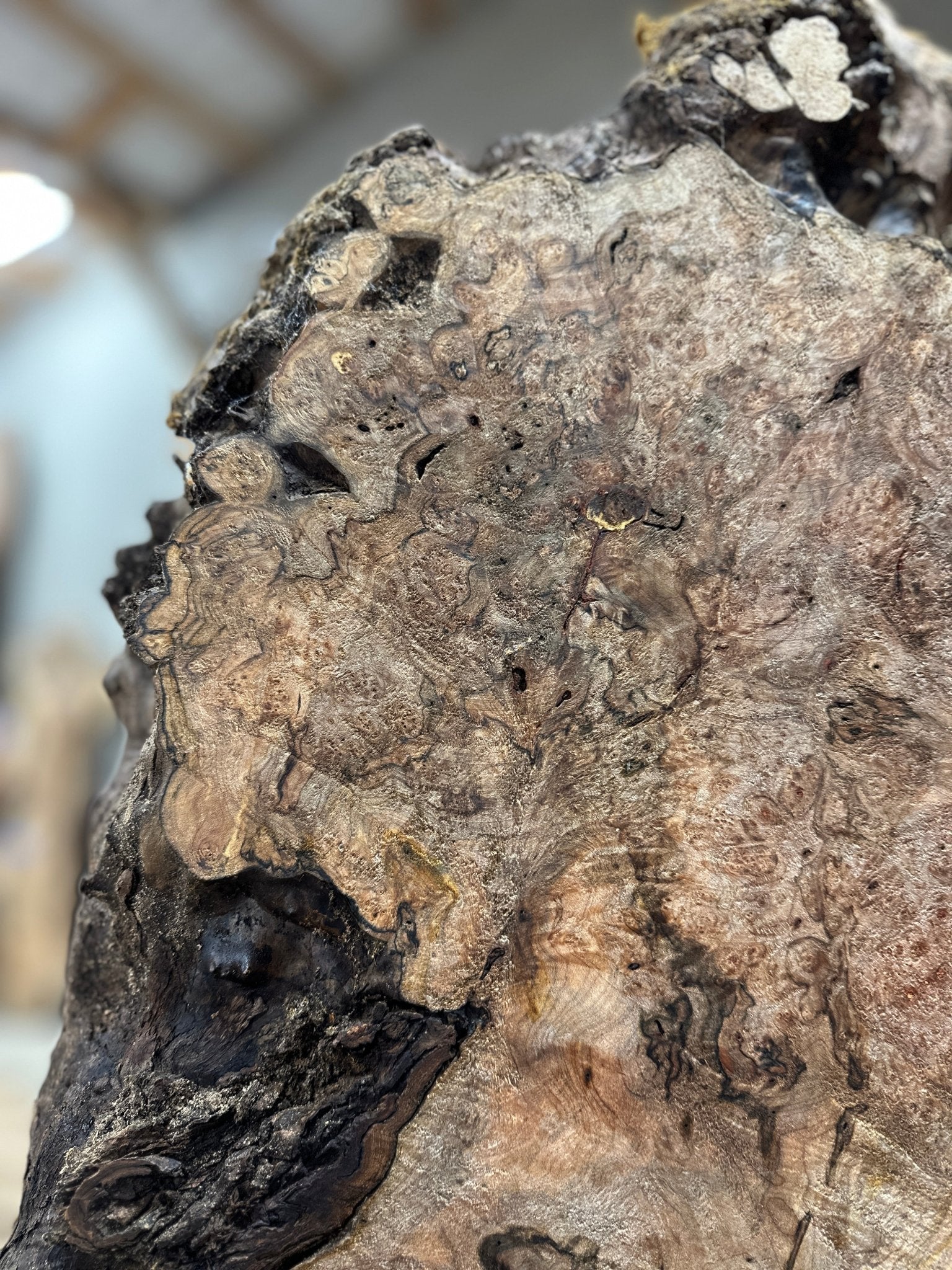 LiveEdge Big Leaf Maple | Big Leaf Maple | Hamilton Lee Supply