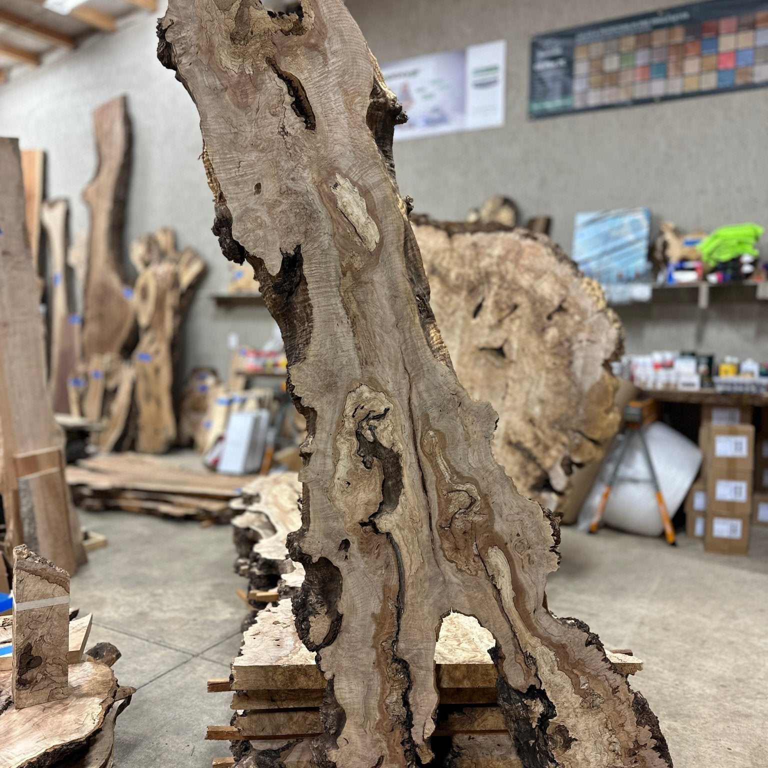 LiveEdge Big Leaf Maple | Big Leaf Maple | Hamilton Lee Supply
