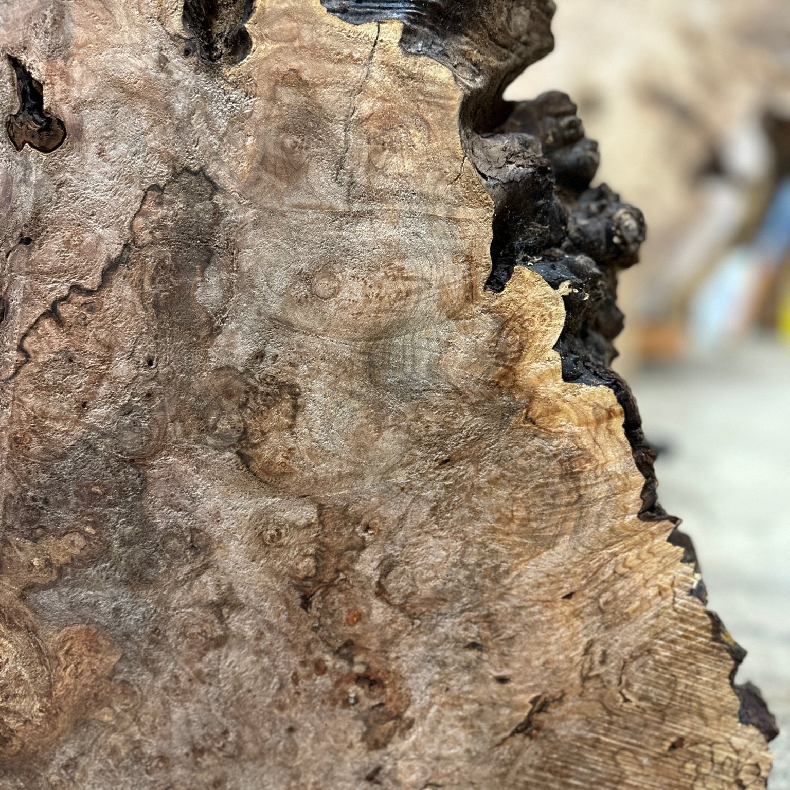 LiveEdge Big Leaf Maple | Big Leaf Maple | Hamilton Lee Supply