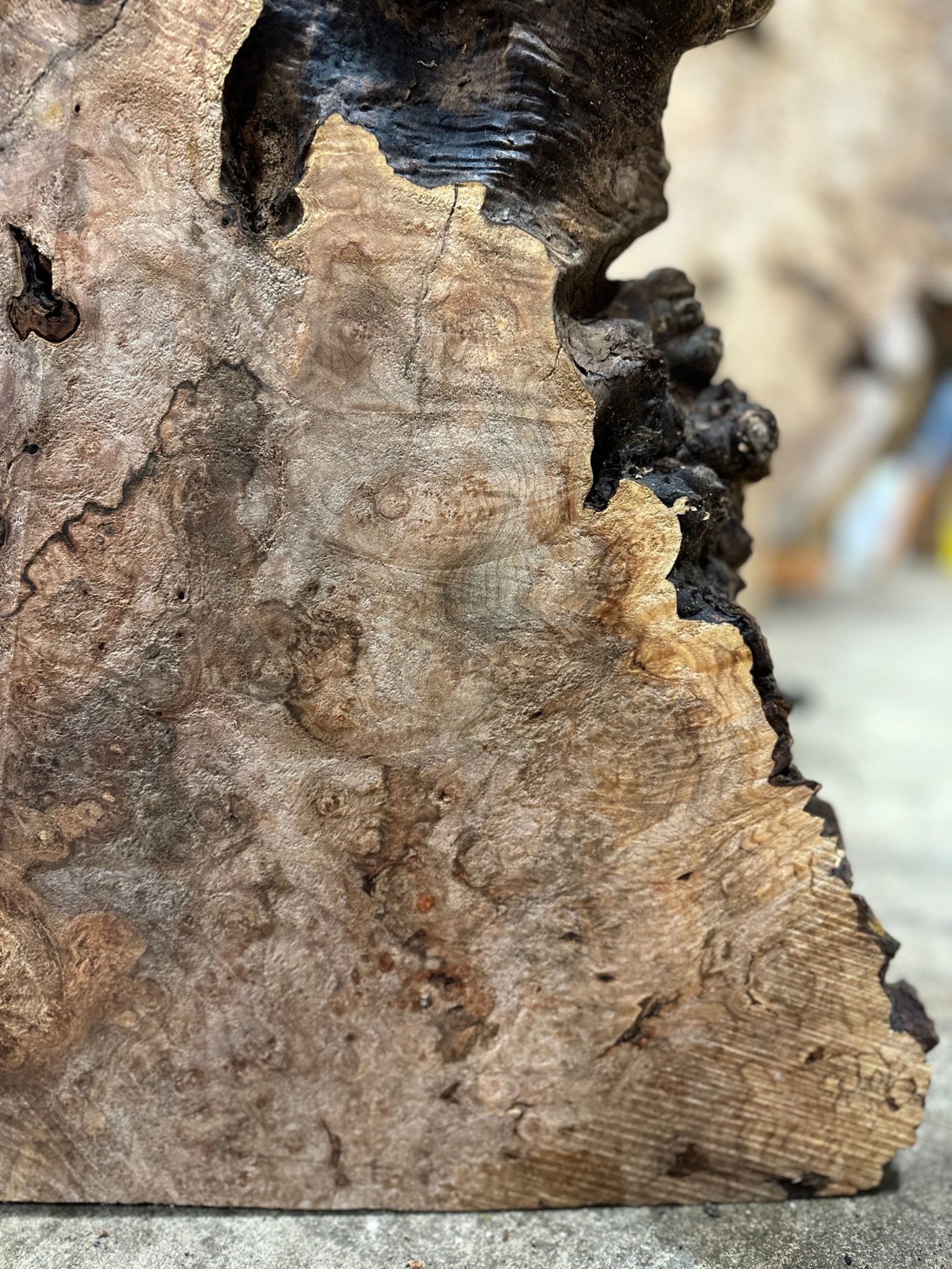 LiveEdge Big Leaf Maple | Big Leaf Maple | Hamilton Lee Supply