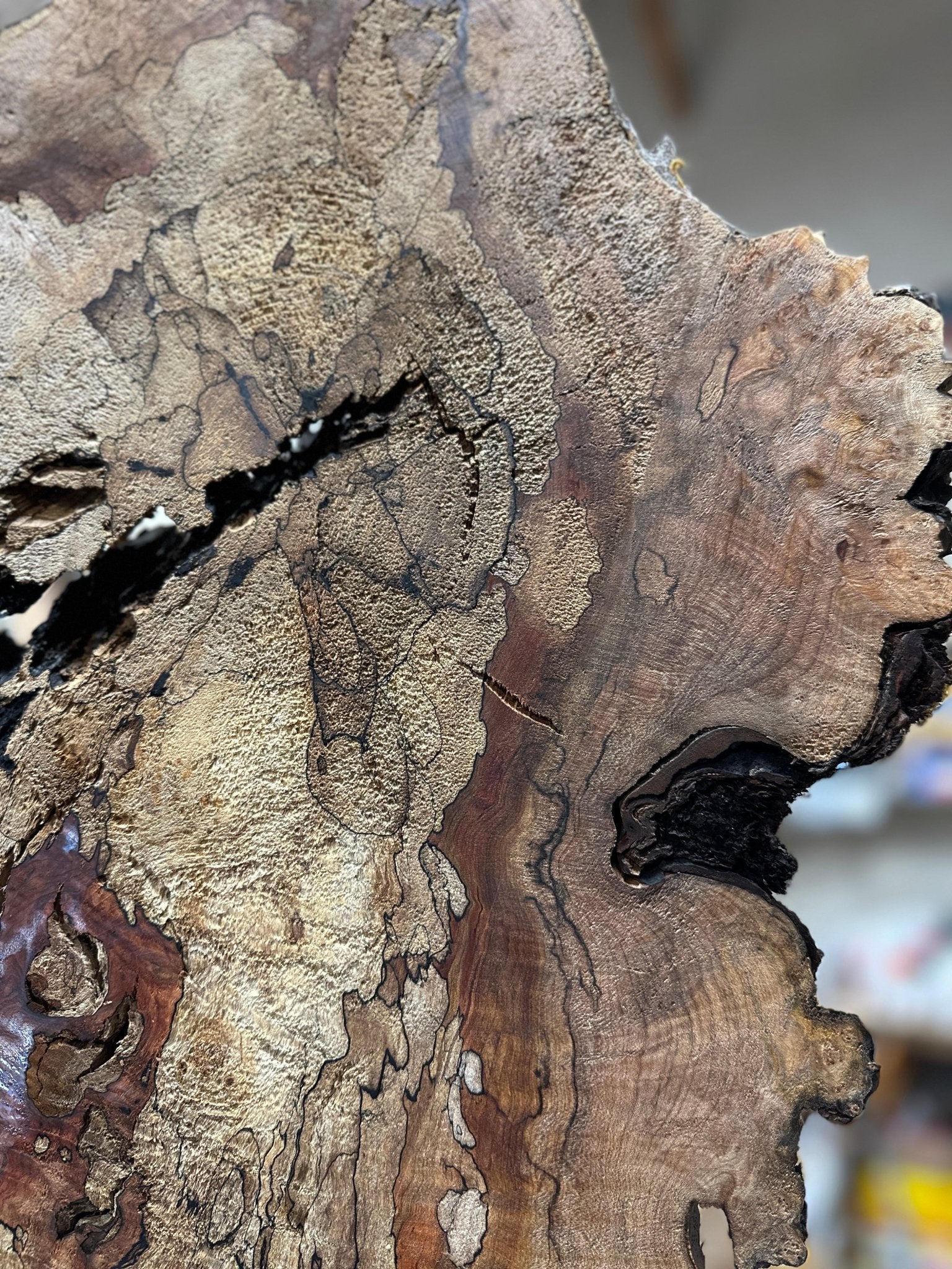 LiveEdge Big Leaf Maple | Big Leaf Maple | Hamilton Lee Supply