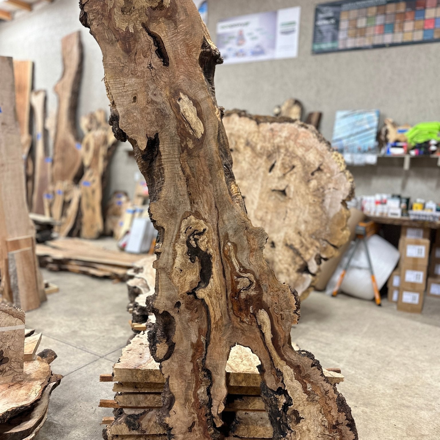 LiveEdge Big Leaf Maple | Big Leaf Maple | Hamilton Lee Supply