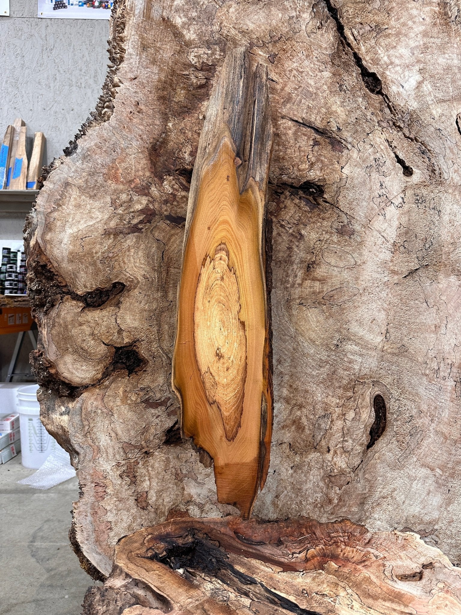 LiveEdge Black Locust | Black Locust | Hamilton Lee Supply