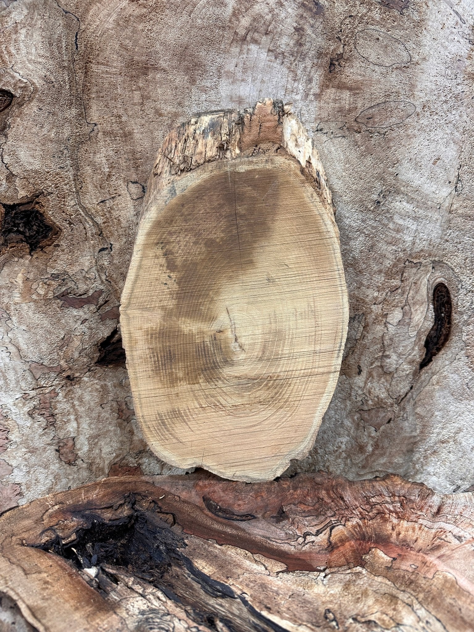 LiveEdge Black Locust | Black Locust | Hamilton Lee Supply