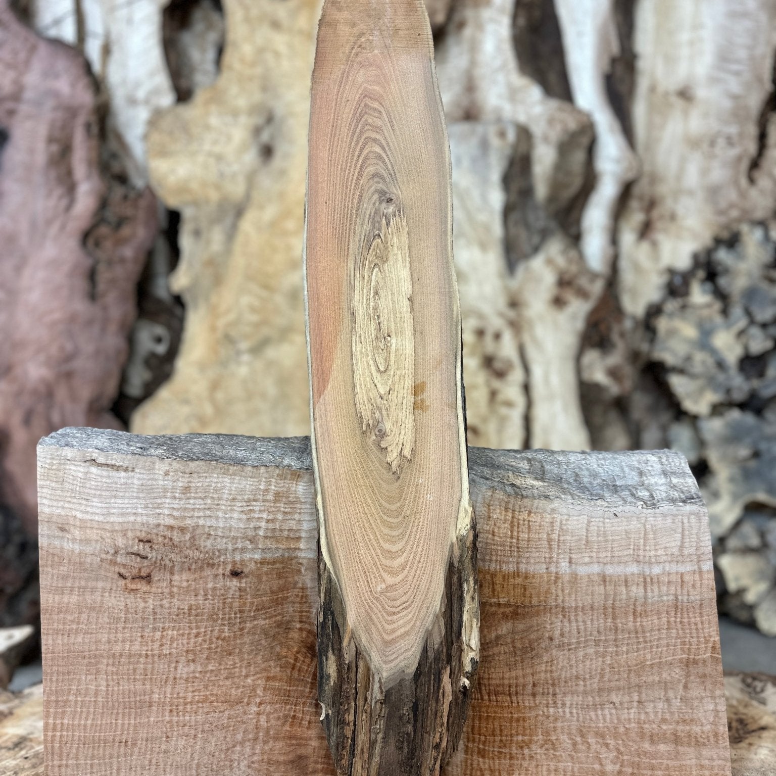 LiveEdge Black Locust | Black Locust | Hamilton Lee Supply