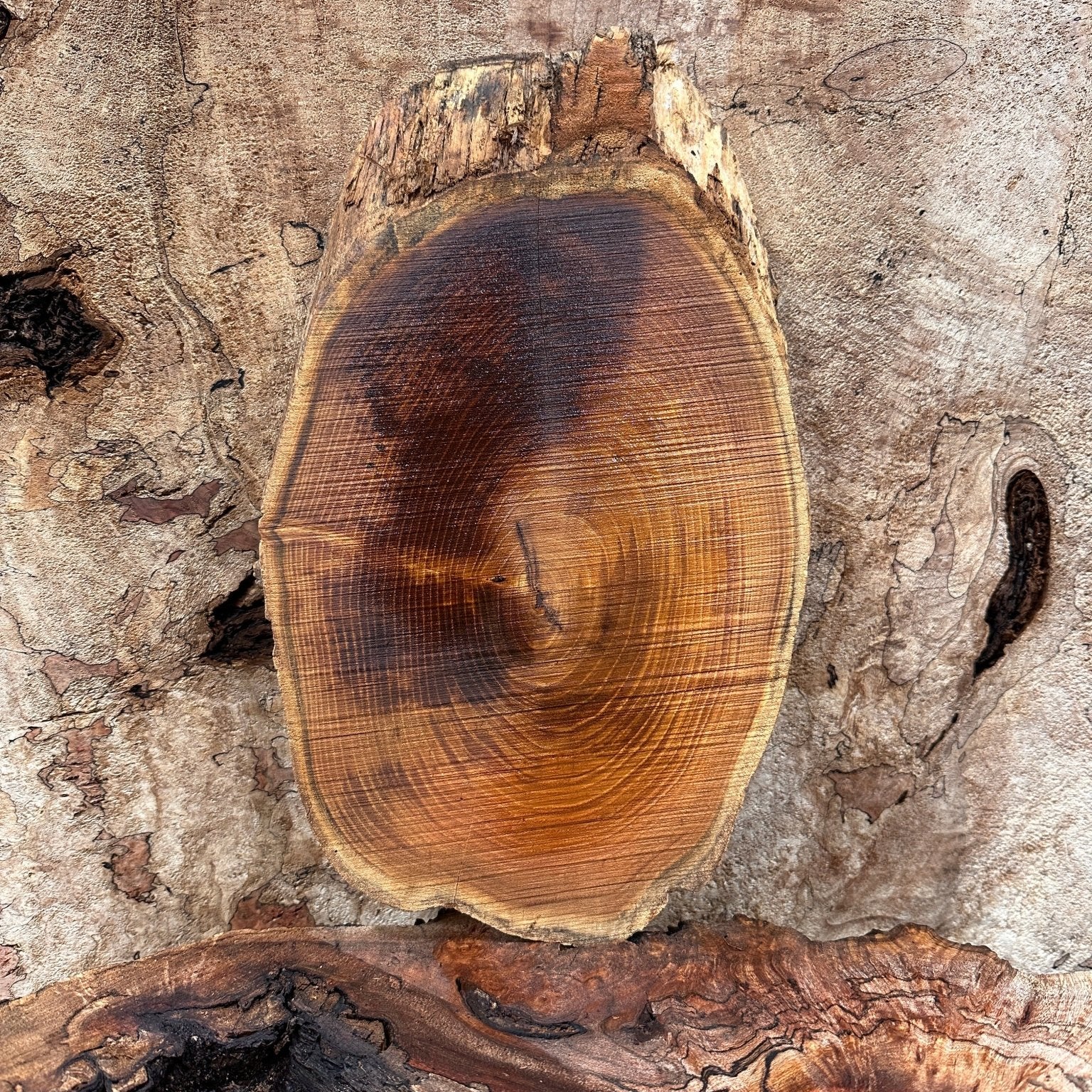 LiveEdge Black Locust | Black Locust | Hamilton Lee Supply