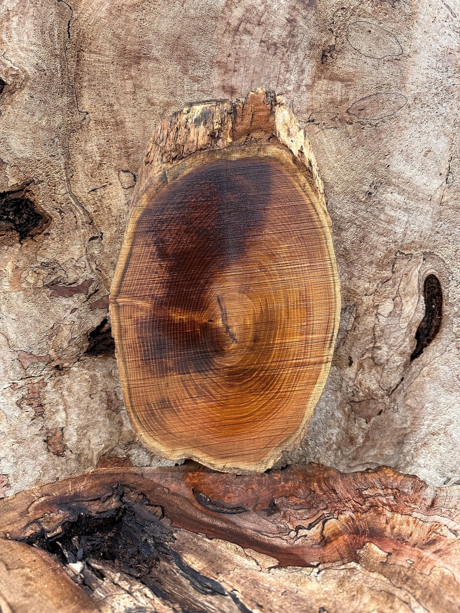 LiveEdge Black Locust | Black Locust | Hamilton Lee Supply